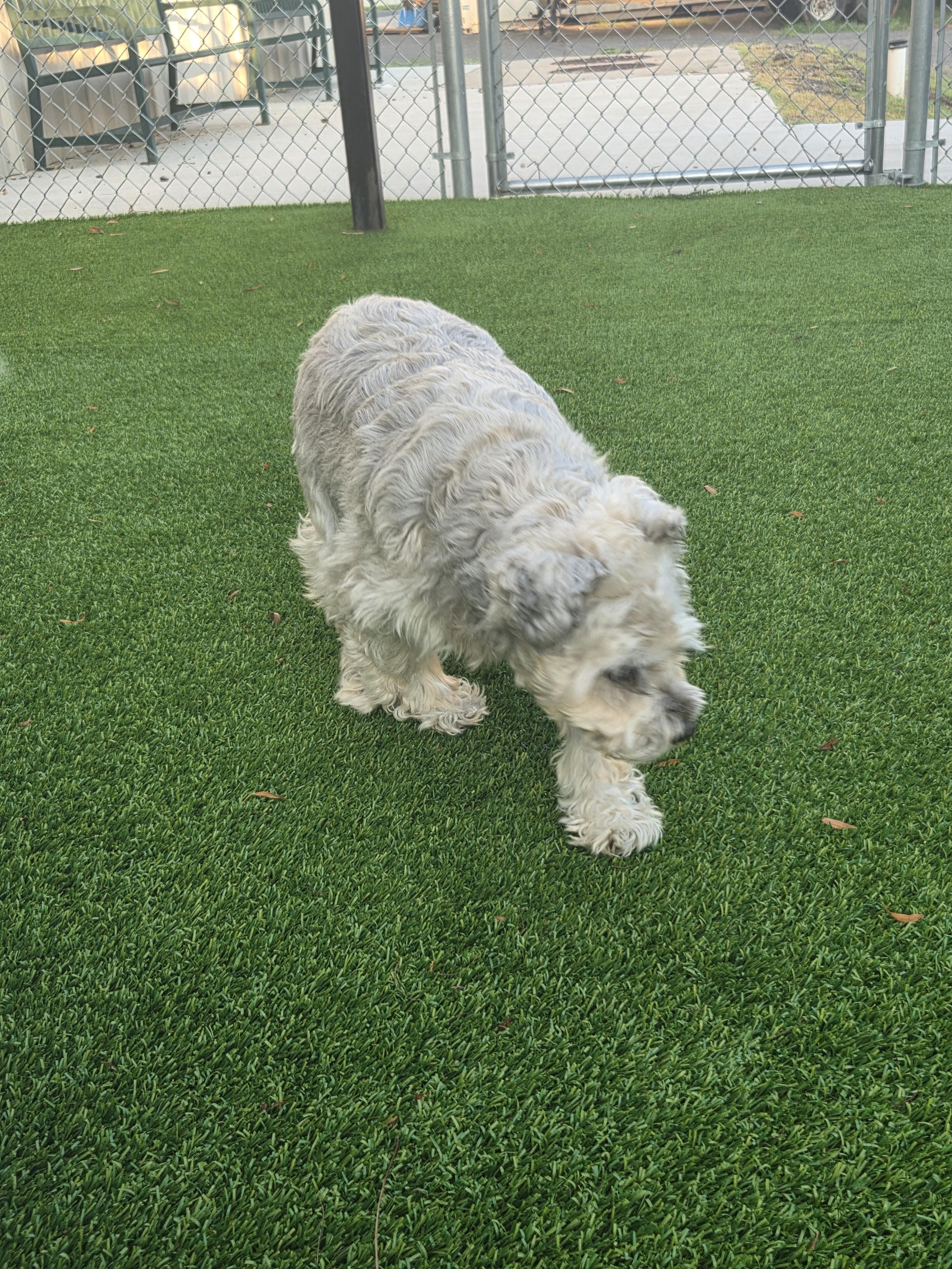 Rumor, adopted, Senior Female Miniature Schnauzer.