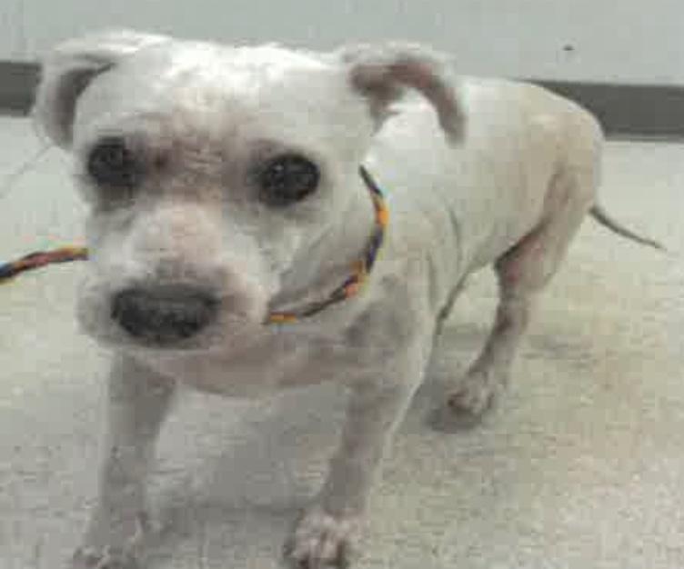 Ziggy, ADOPTABLE, Senior Male Maltese.