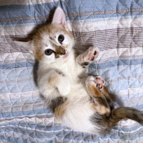 Ellen, Adopted, Kitten Female Calico.