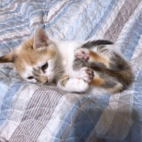 Ellen, a Adopted Calico in Rutherfordton, NC image 2/2