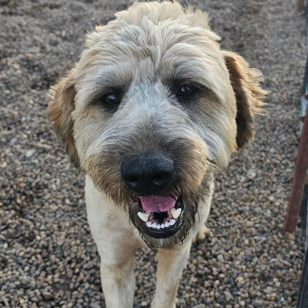 Apollo, Adoptable, Adult Male Standard Poodle & Golden Retriever.
