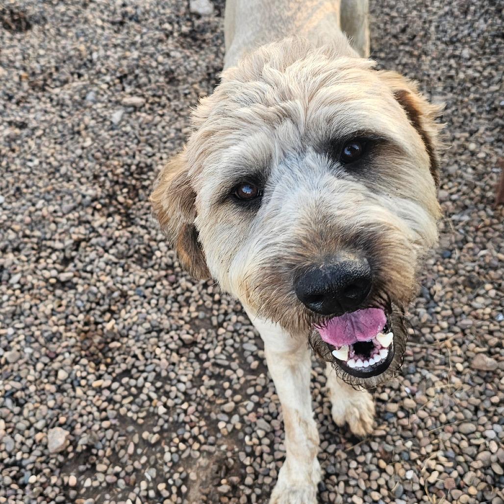 Enlarge Apollo, a Adoptable mixed breed in Goltry, OK image 2/6