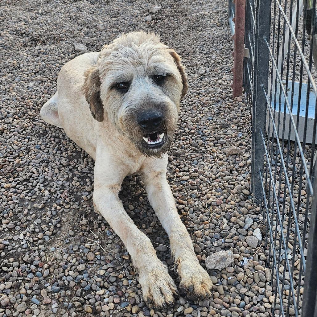 Enlarge Apollo, a Adoptable mixed breed in Goltry, OK image 5/6