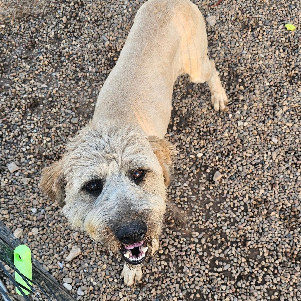 Enlarge Apollo, a Adoptable mixed breed in Goltry, OK image 6/6
