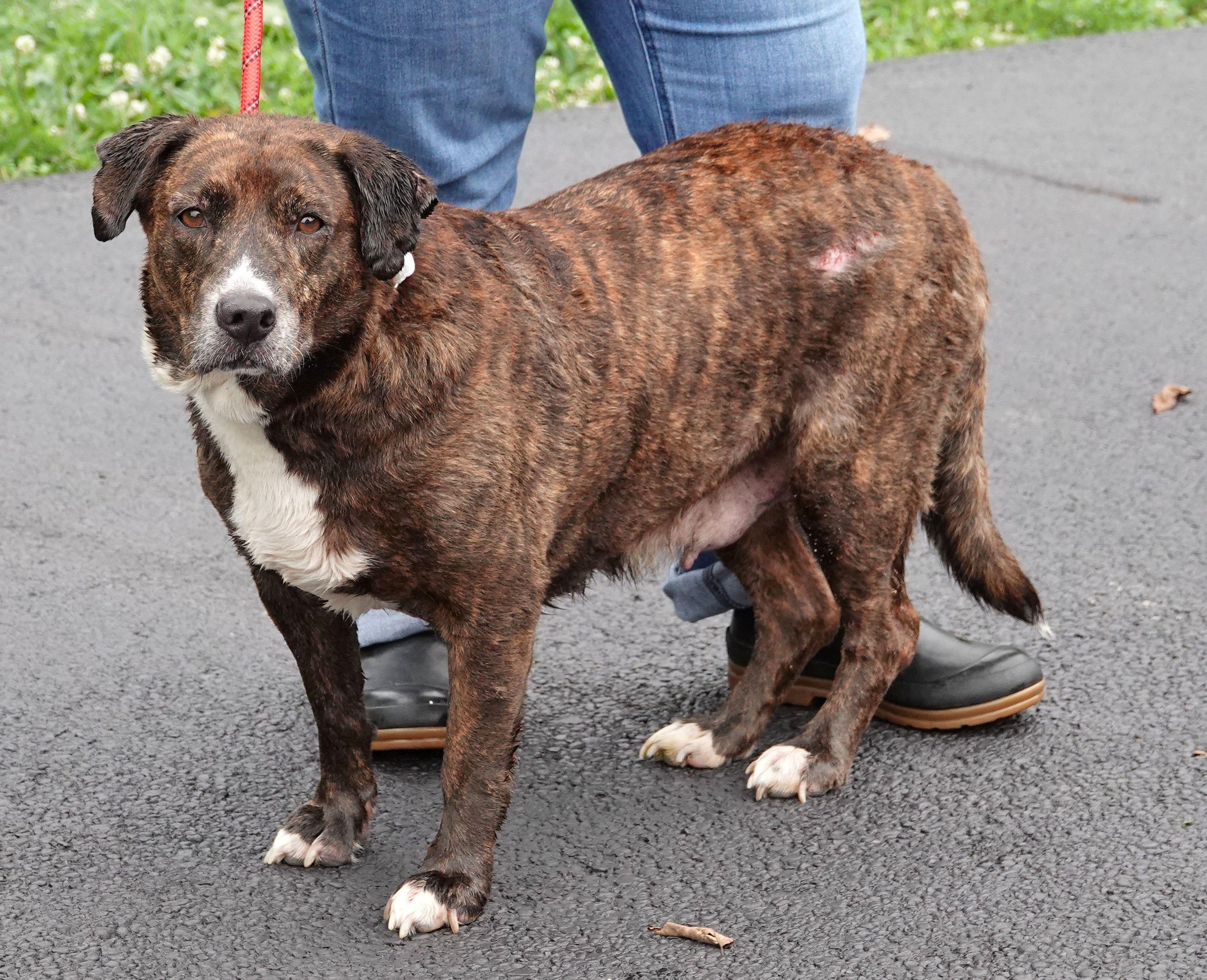 Layla, a ADOPTABLE mixed breed in Millfield, OH image 2/3