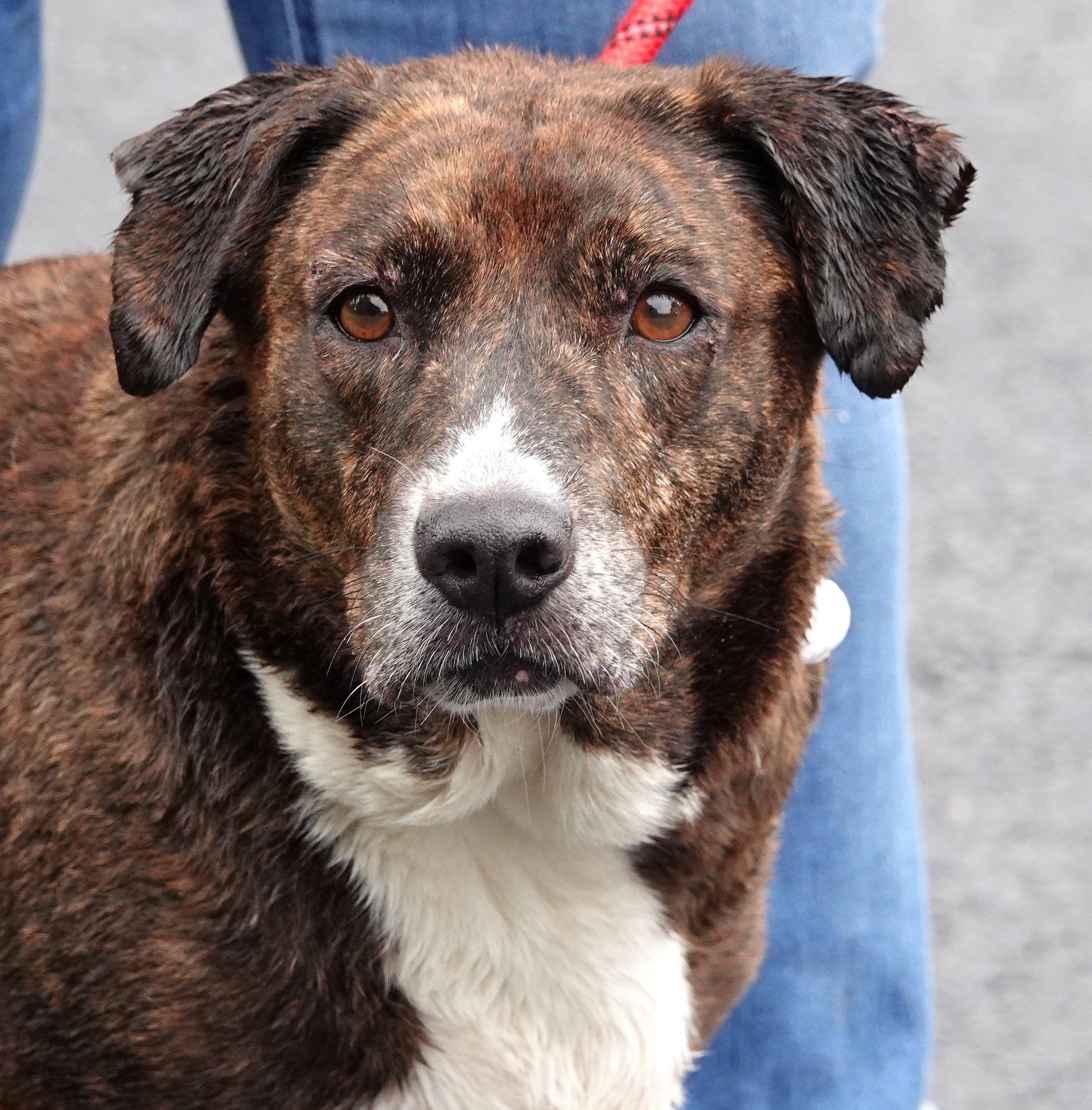 Layla, ADOPTABLE, Senior Female Terrier.