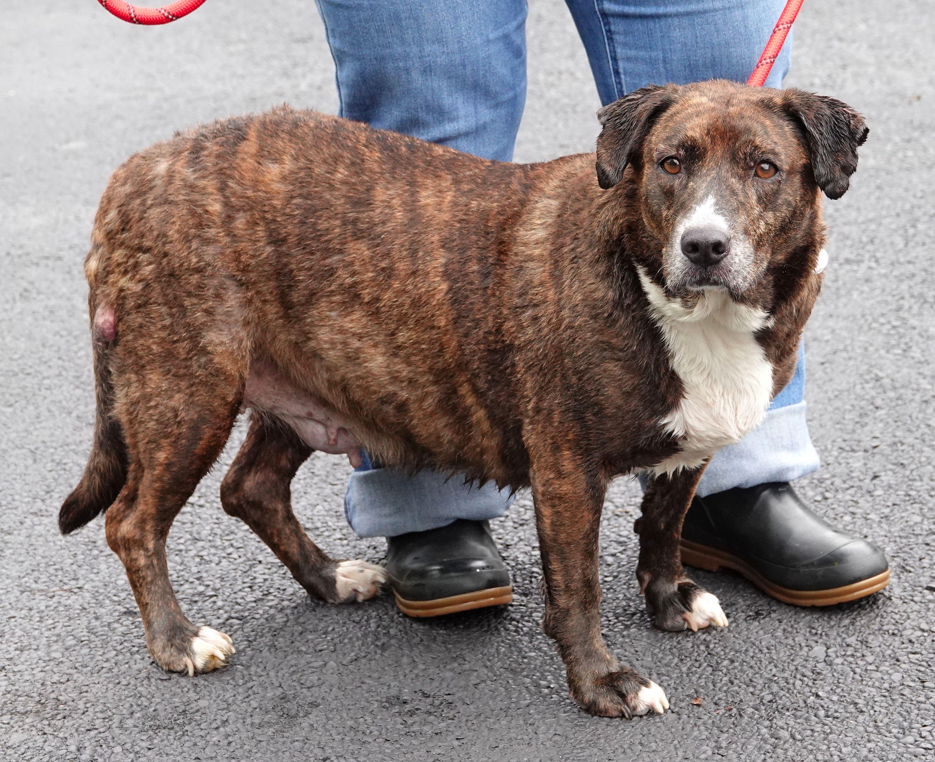 Layla, a ADOPTABLE mixed breed in Millfield, OH image 3/3
