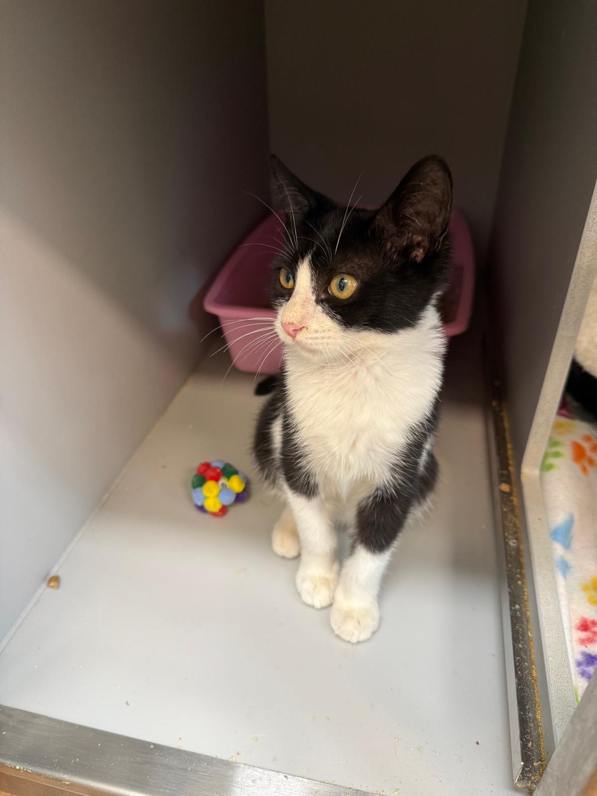 Skelly, a Adoptable Domestic Short Hair in Miami Beach, FL image 3/6