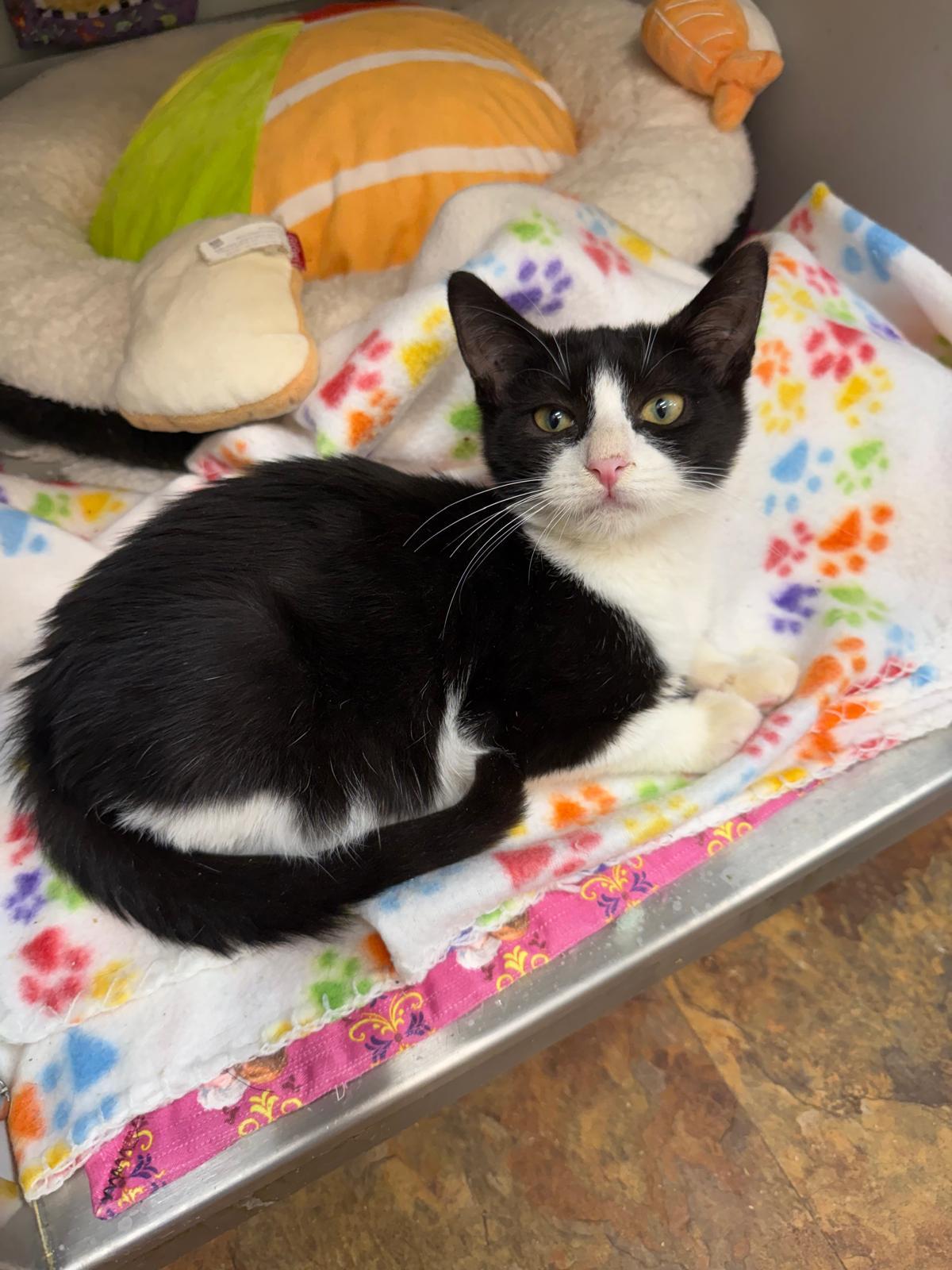 Skelly, a Adoptable Domestic Short Hair in Miami Beach, FL image 4/6