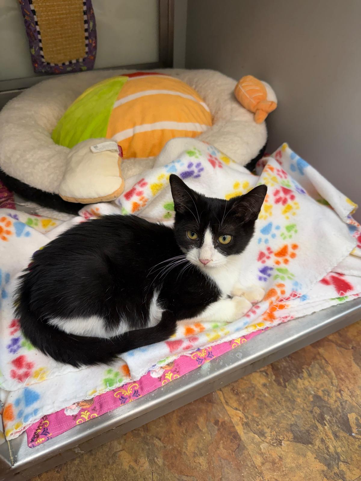 Skelly, Adoptable, Kitten Male Domestic Short Hair.