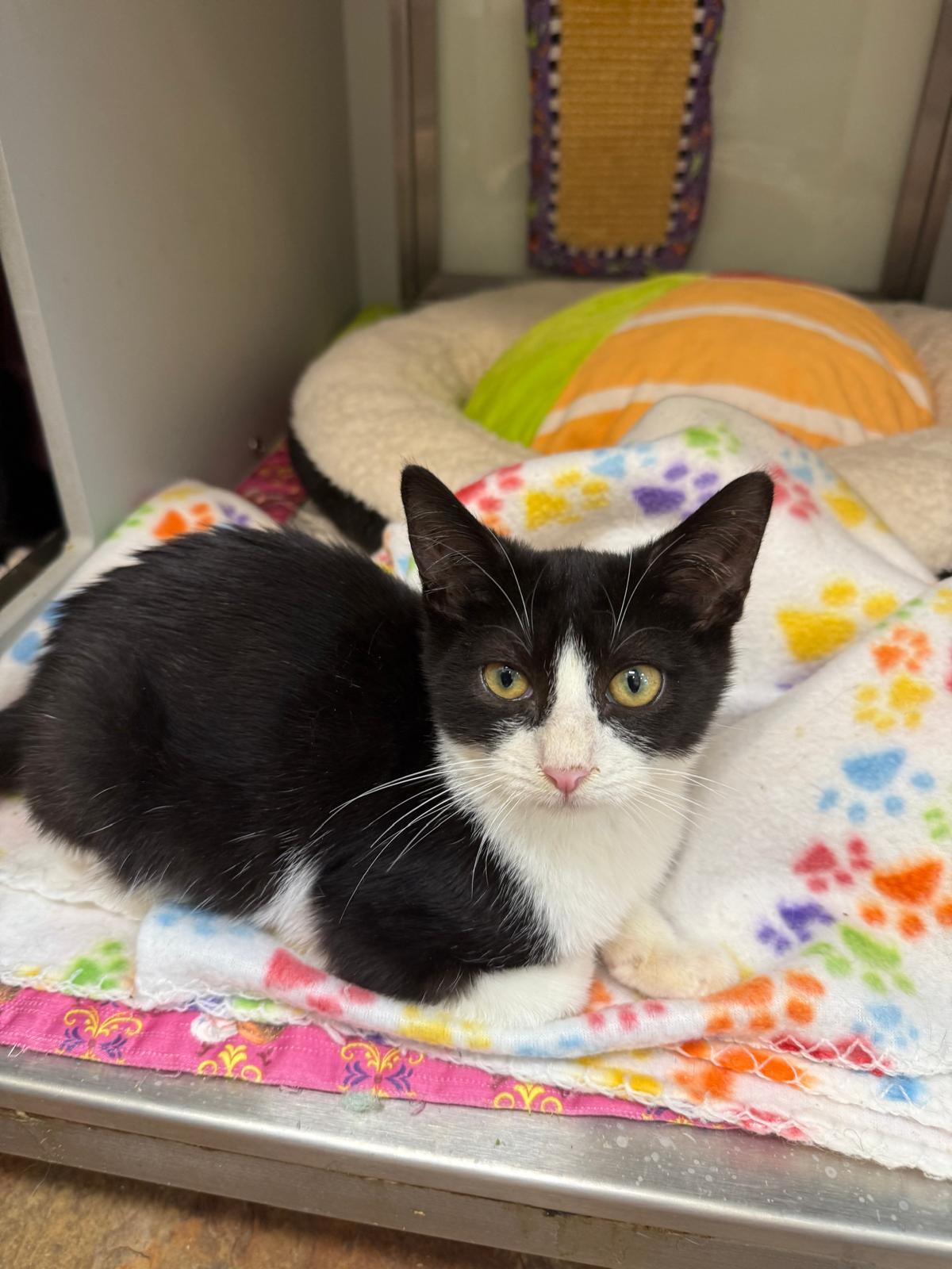 Skelly, a Adoptable Domestic Short Hair in Miami Beach, FL image 5/6