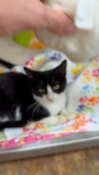 Enlarge Skelly, a Adoptable Domestic Short Hair in Miami Beach, FL video 6/6