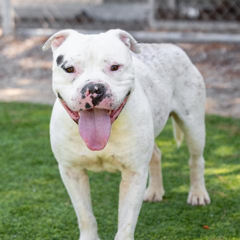 CASPER, Adoptable, Adult Male Pit Bull Terrier.
