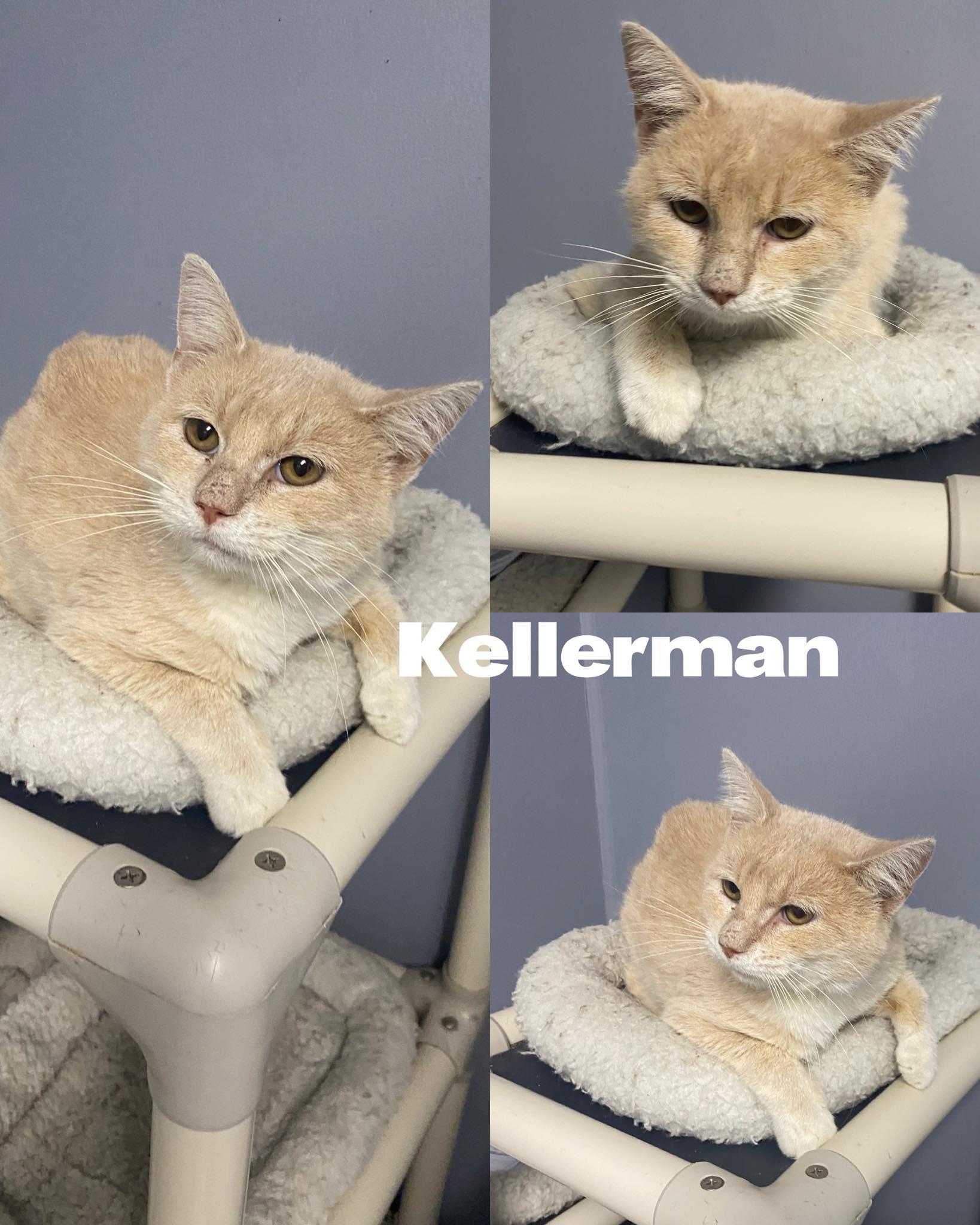 Kellerman, Adoptable, Adult Male Domestic Short Hair.