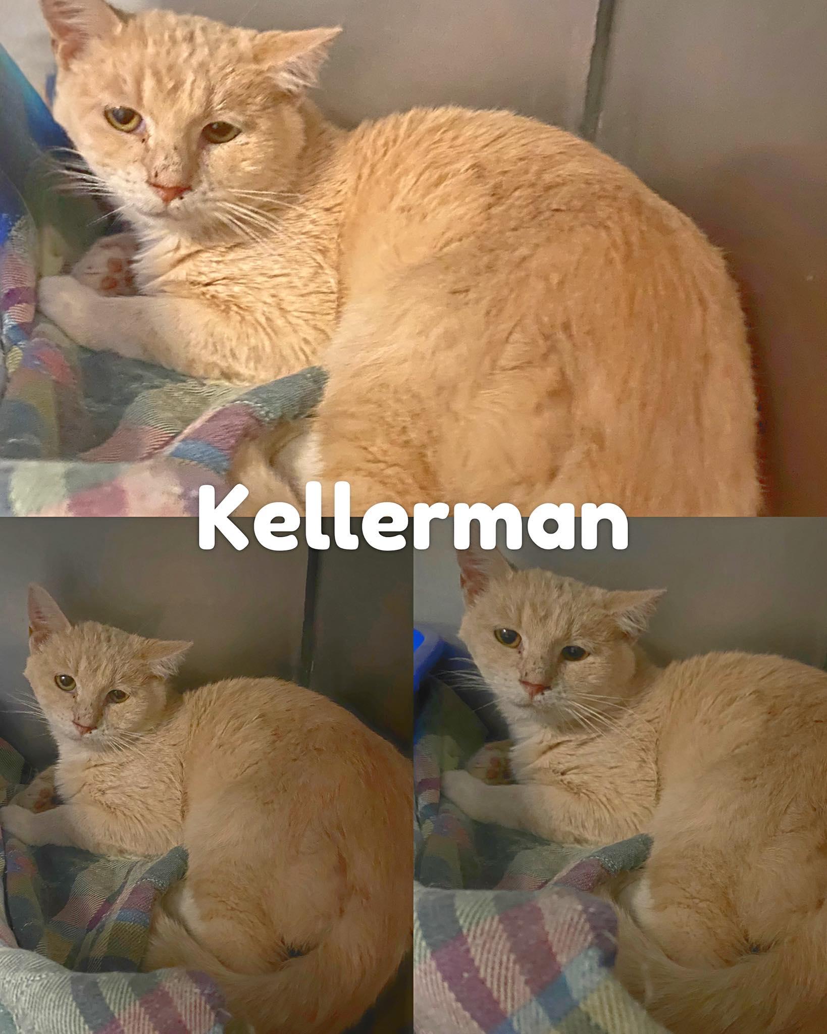 Kellerman, a Adoptable Domestic Short Hair in Saint James, MO image 2/2