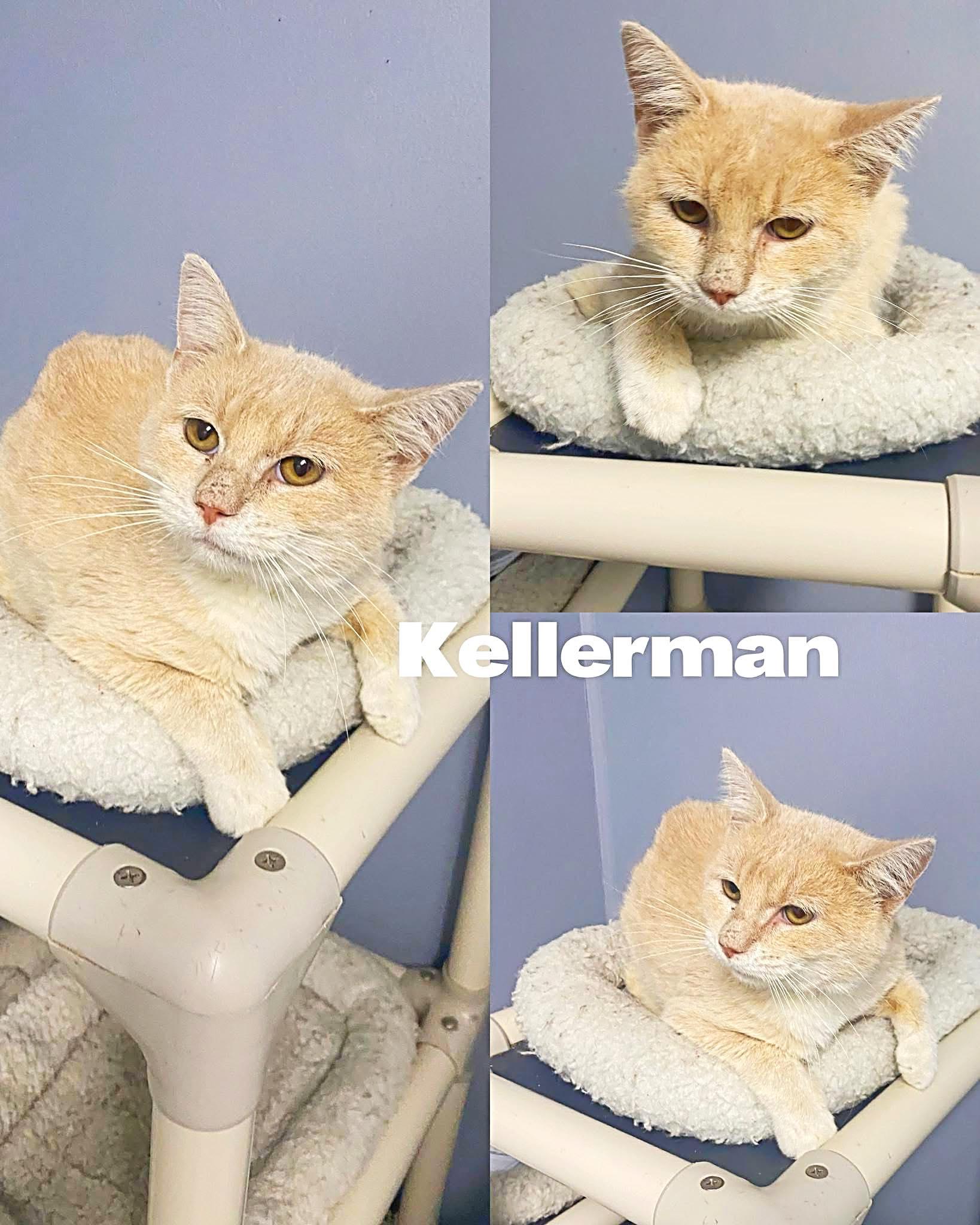 Enlarge Kellerman, a Adoptable Domestic Short Hair in Saint James, MO image 1/3