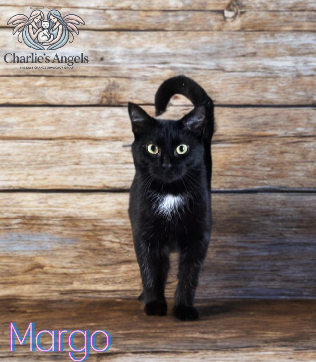 Enlarge Margo, a Adoptable Domestic Short Hair in Plant city, FL image 1/1