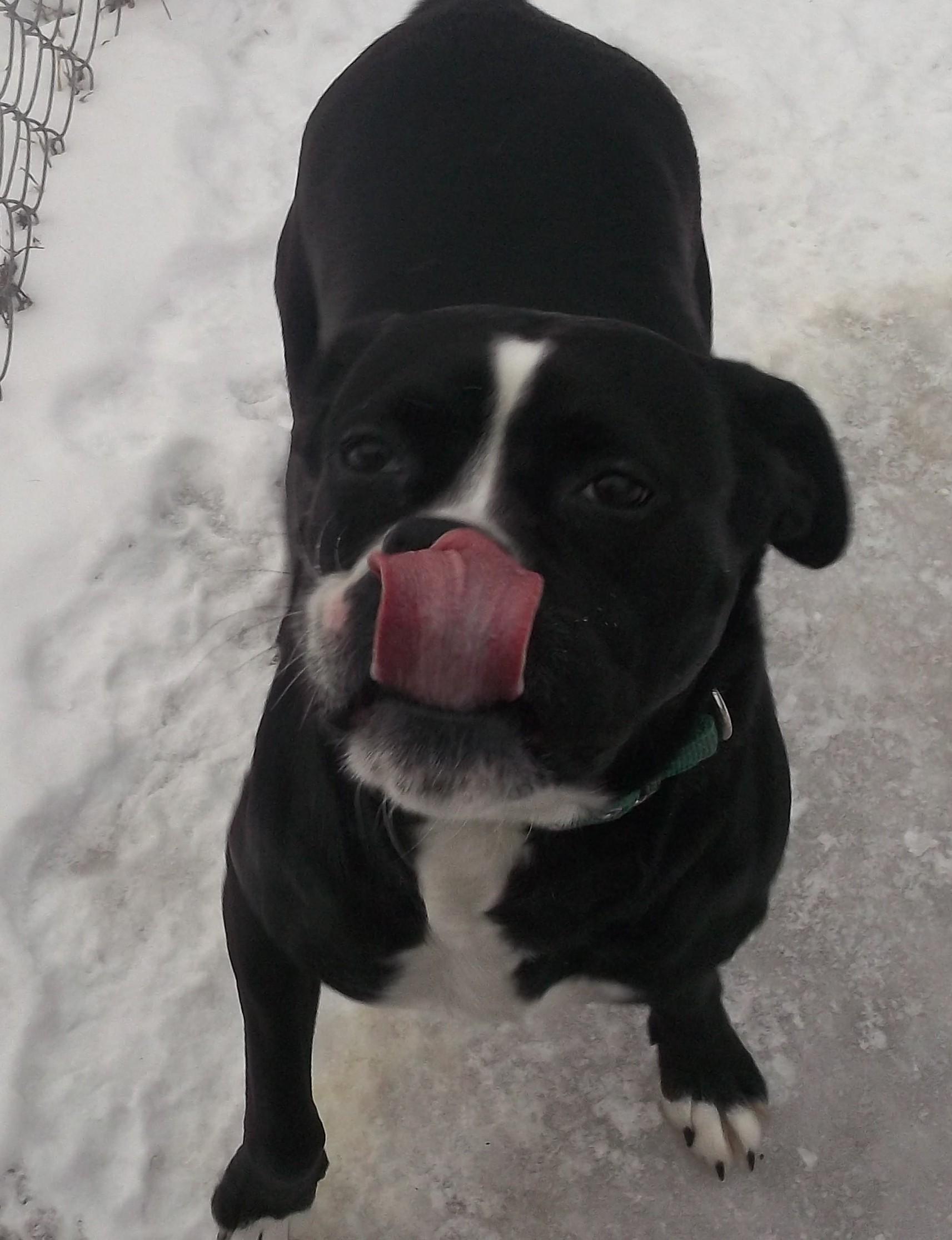 Enlarge KANDY, a ADOPTABLE mixed breed in Reed City, MI image 4/5