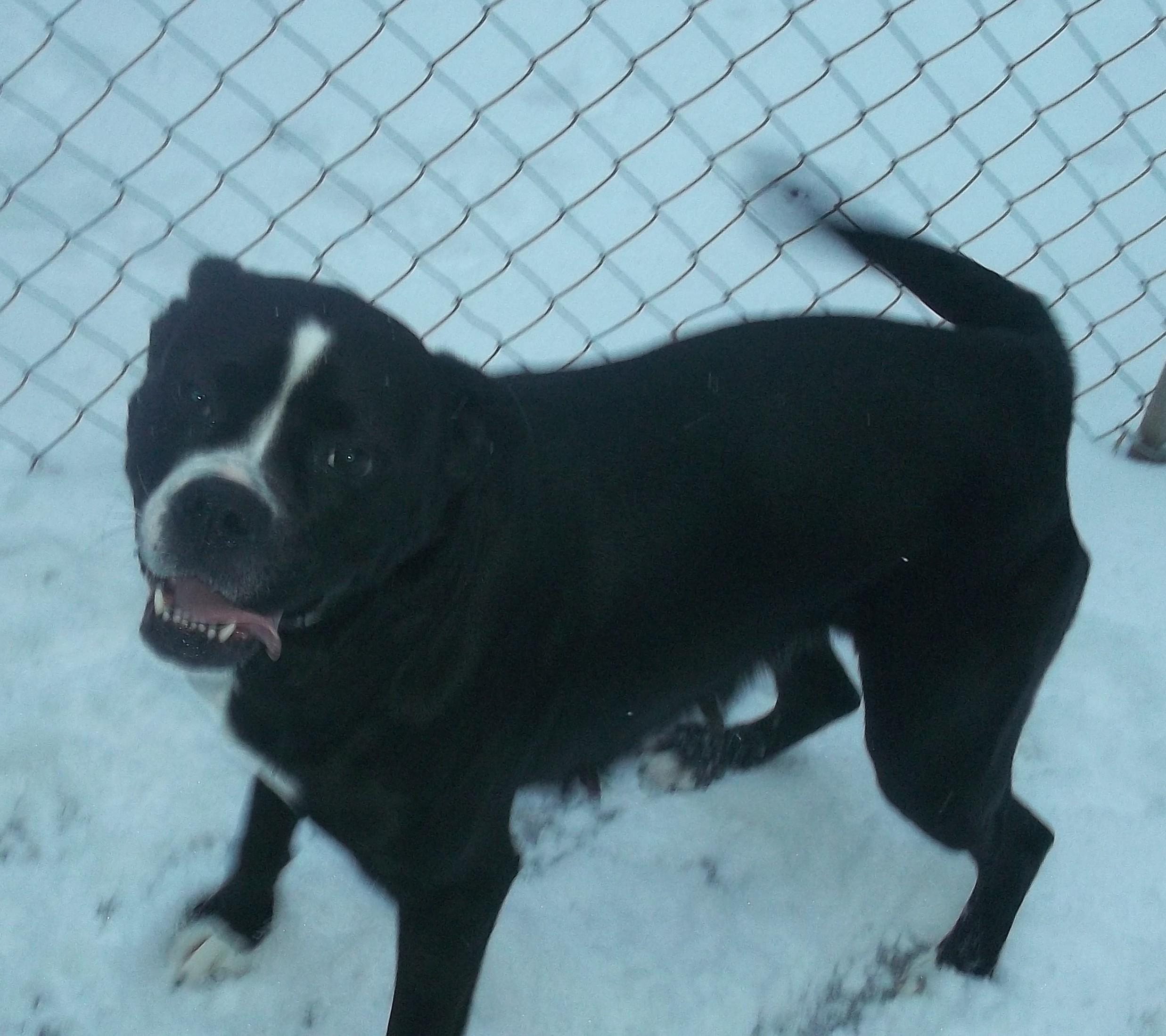 Enlarge KANDY, a ADOPTABLE mixed breed in Reed City, MI image 5/5