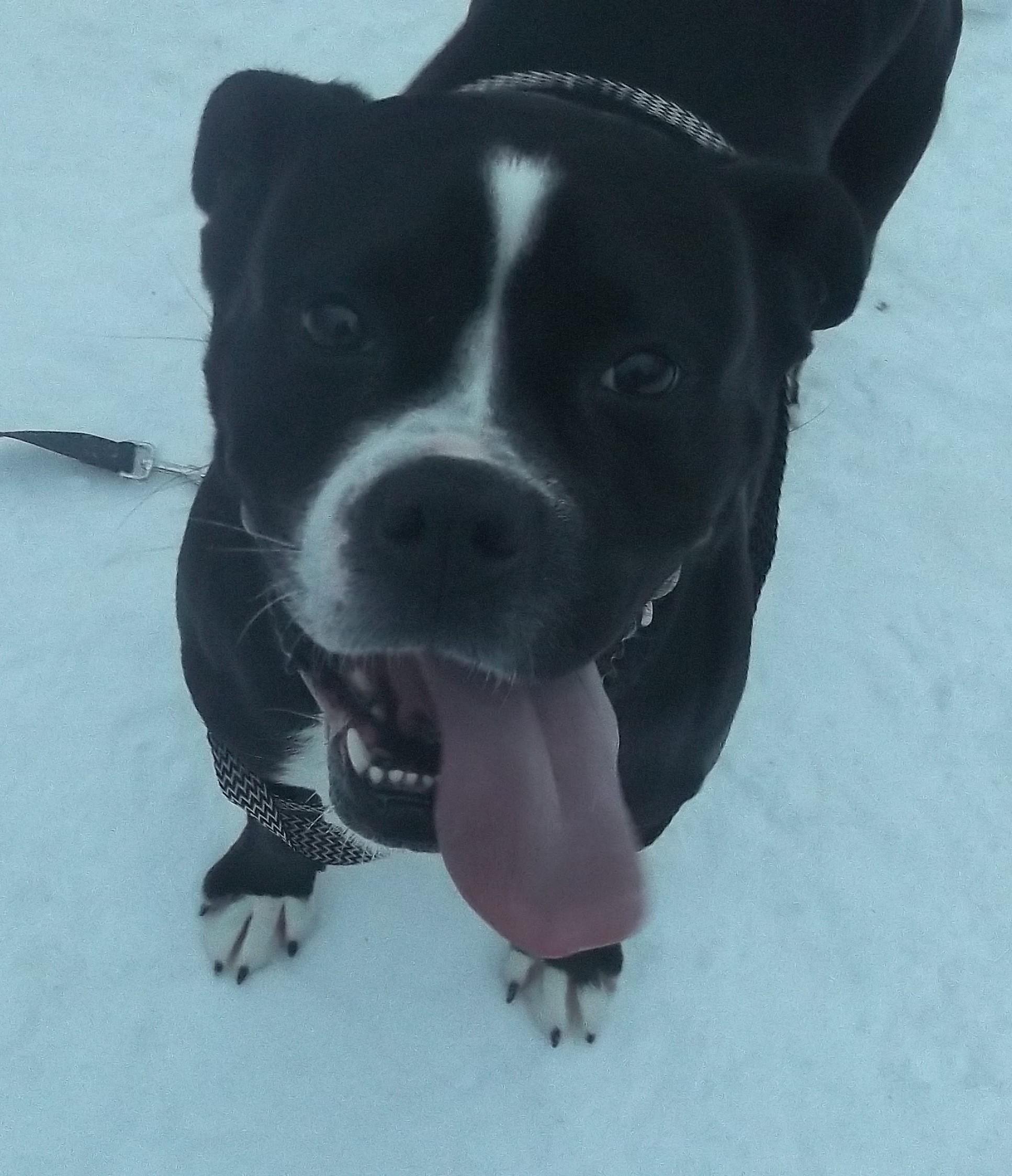 Enlarge KANDY, a ADOPTABLE mixed breed in Reed City, MI image 1/5