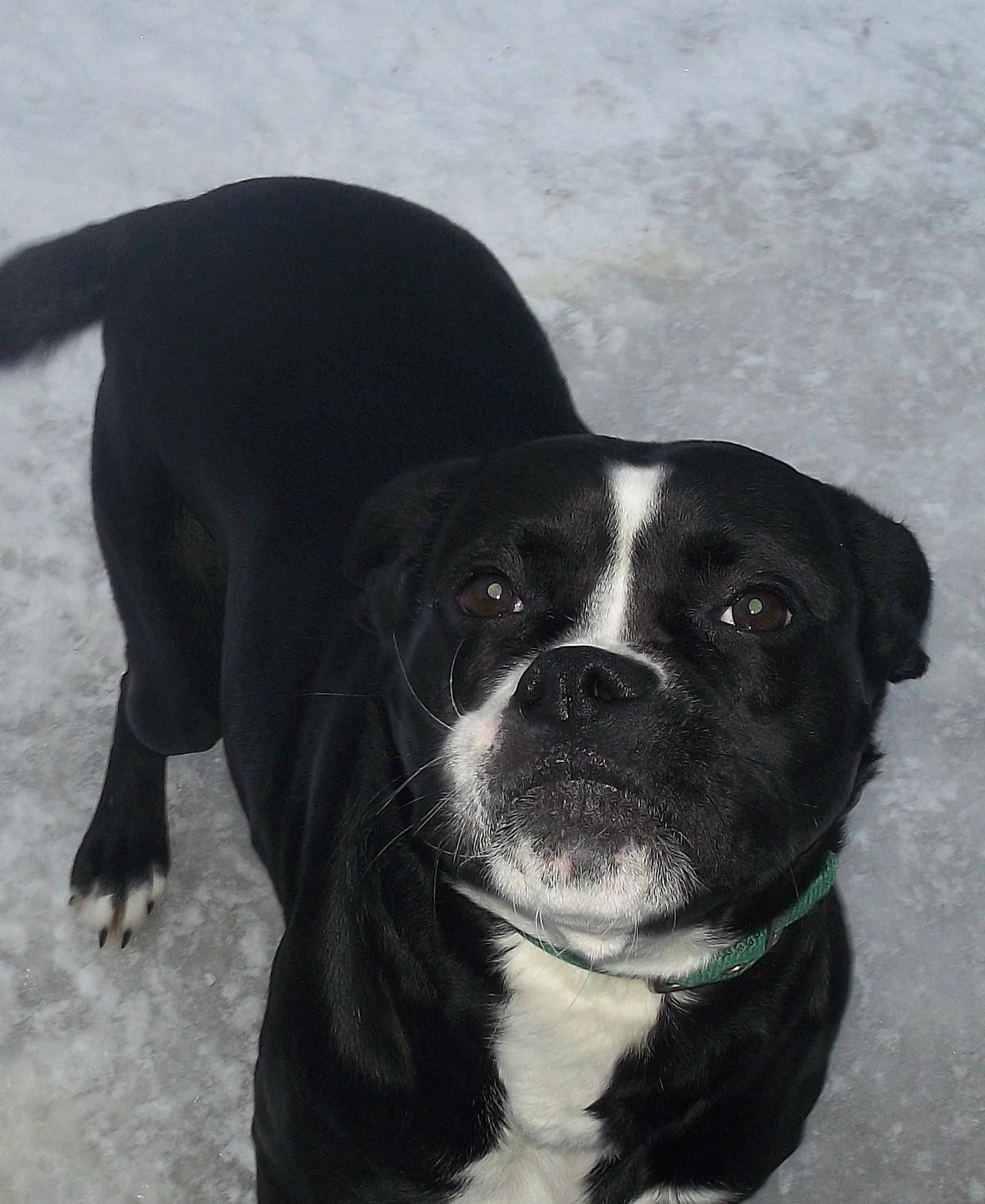 Enlarge KANDY, a ADOPTABLE mixed breed in Reed City, MI image 3/5