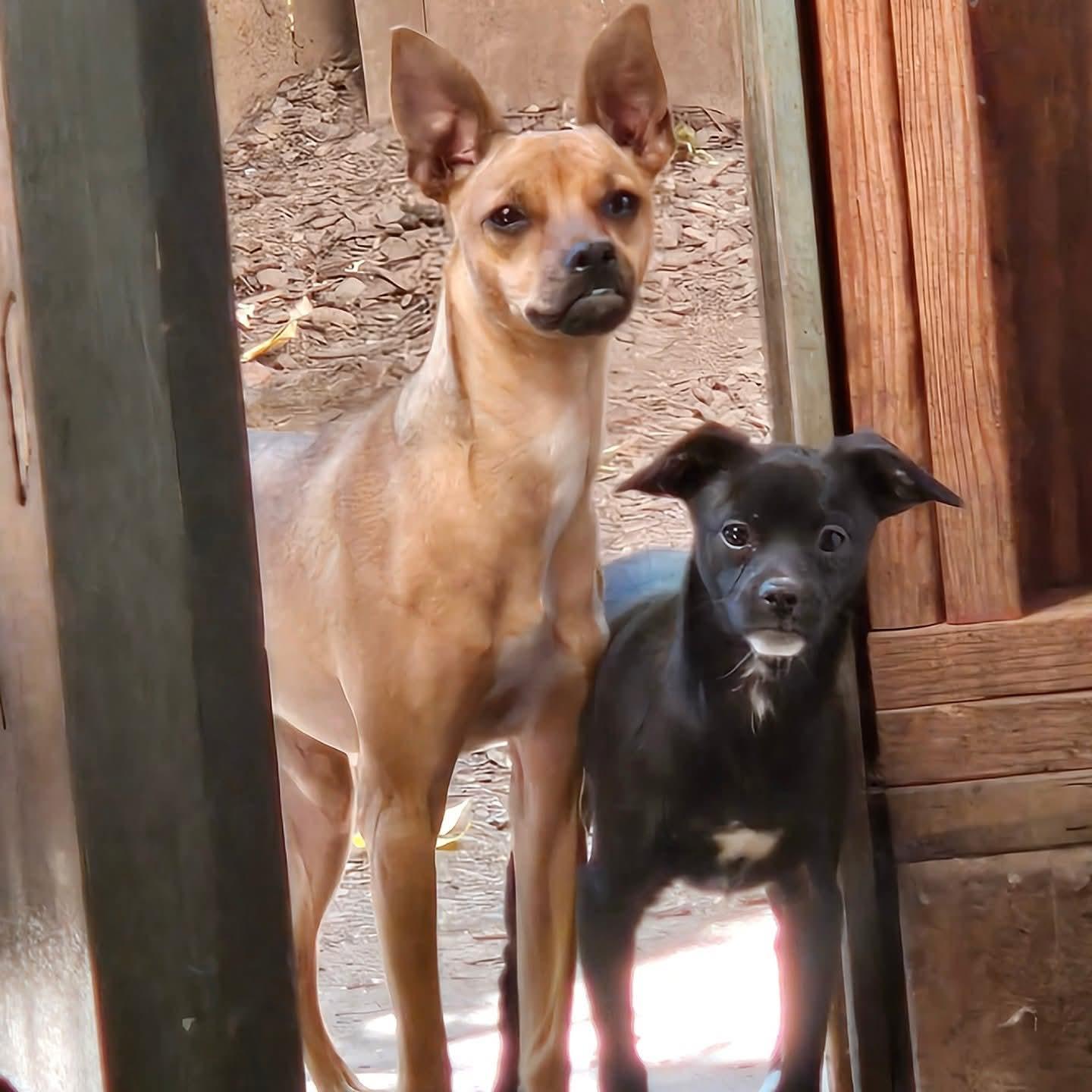 Enlarge Carter, a Adoptable mixed breed in Eugene, OR image 2/2