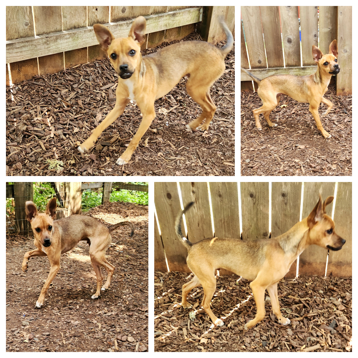 Enlarge Carter, a Adoptable mixed breed in Eugene, OR image 1/1