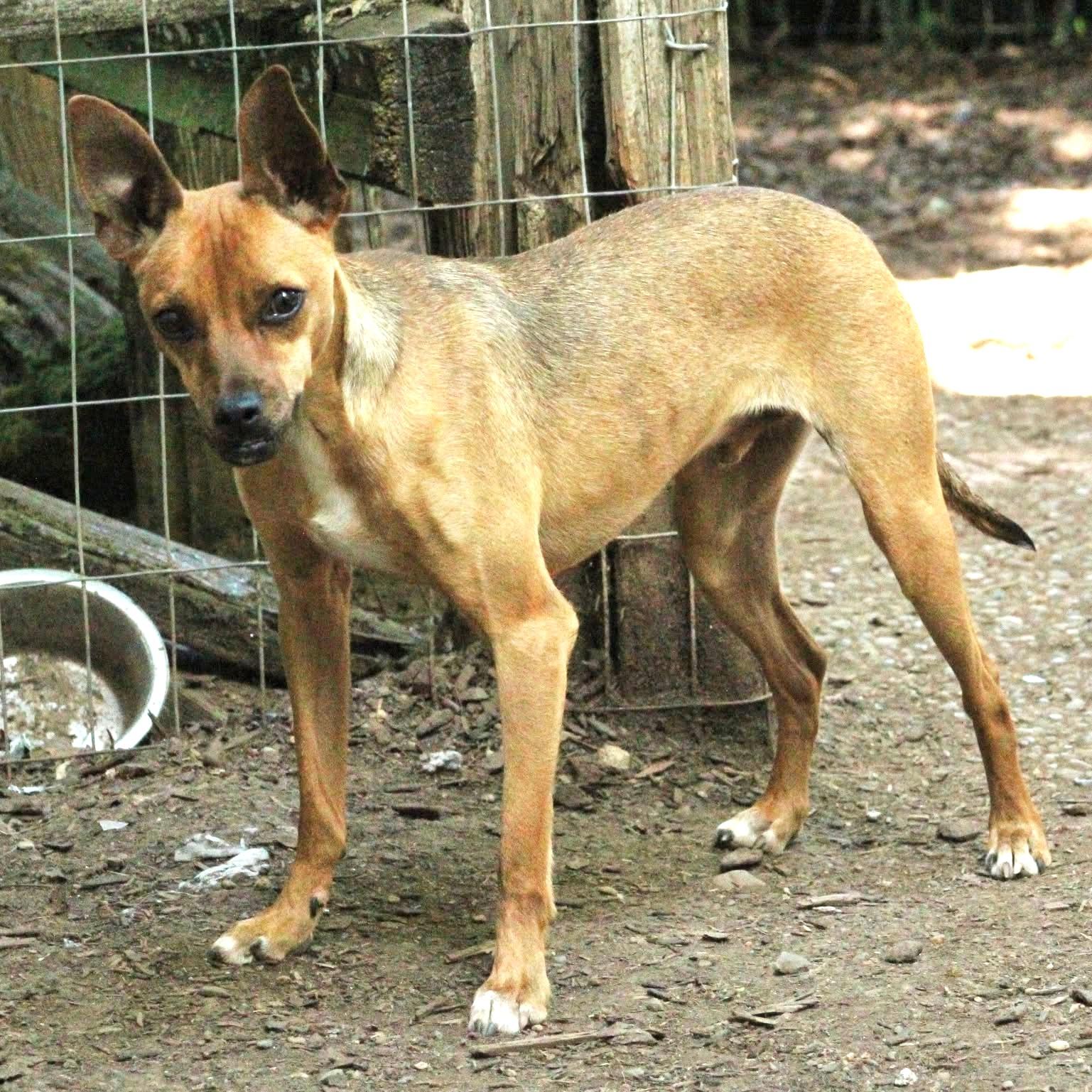 Carter, Adoptable, Adult Male Terrier.
