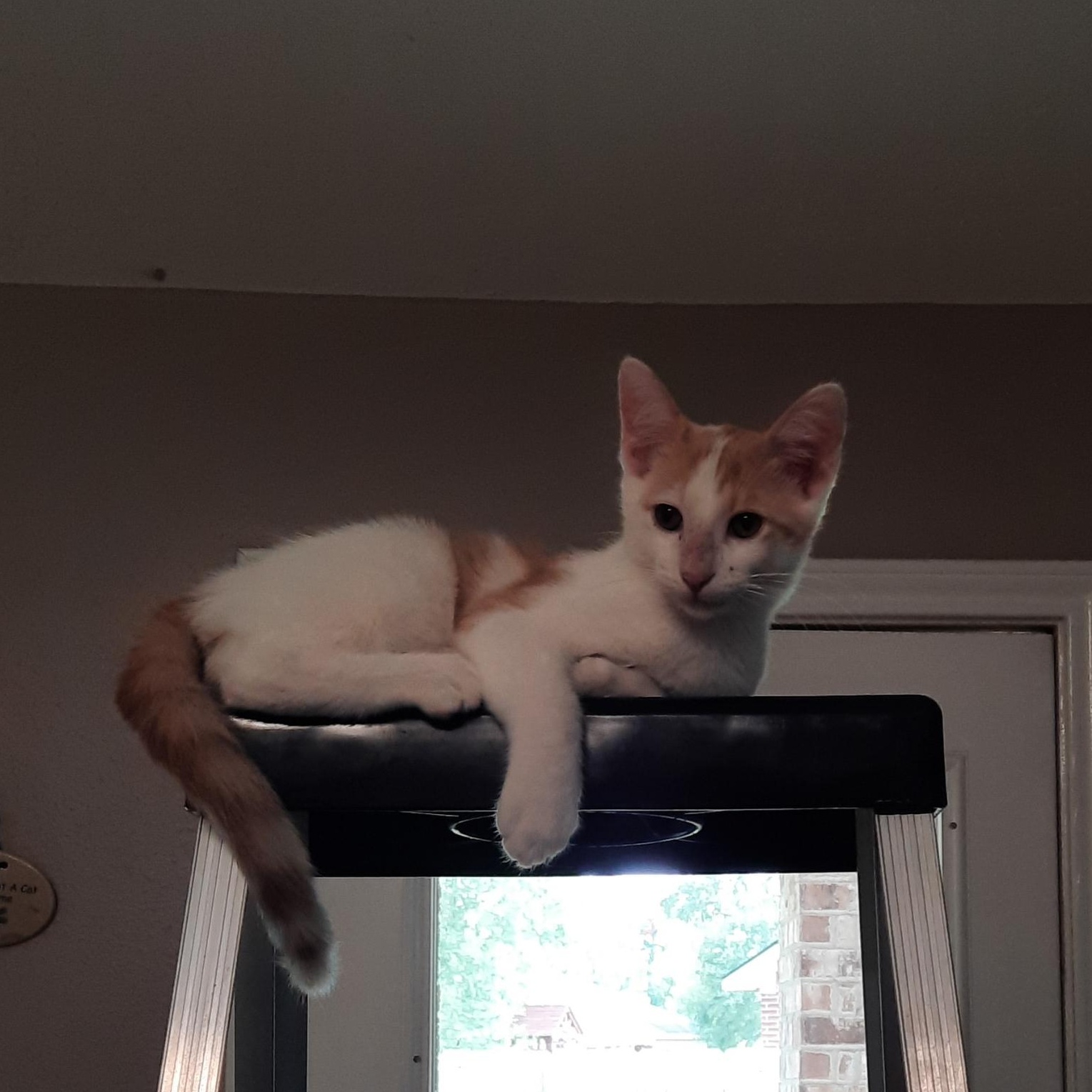 Toby