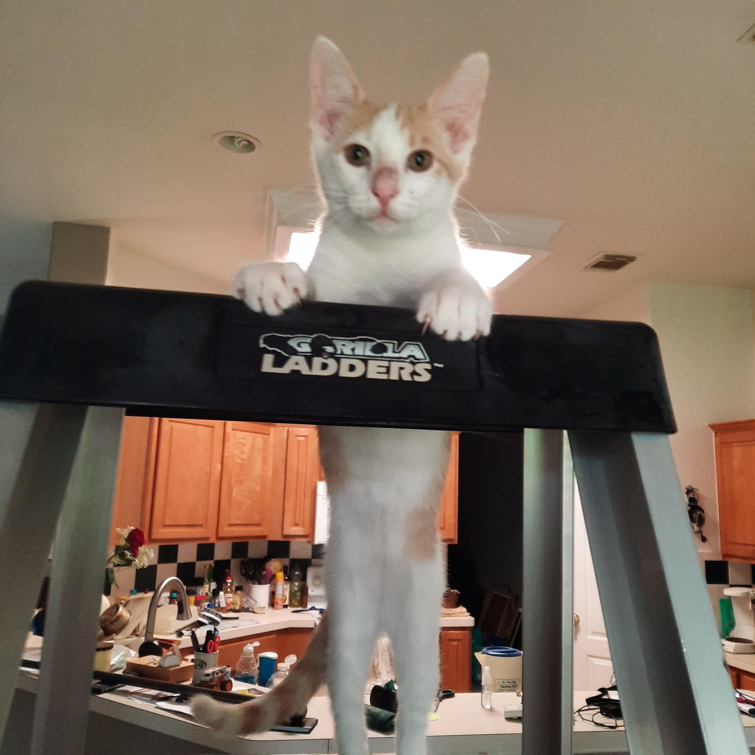 Toby