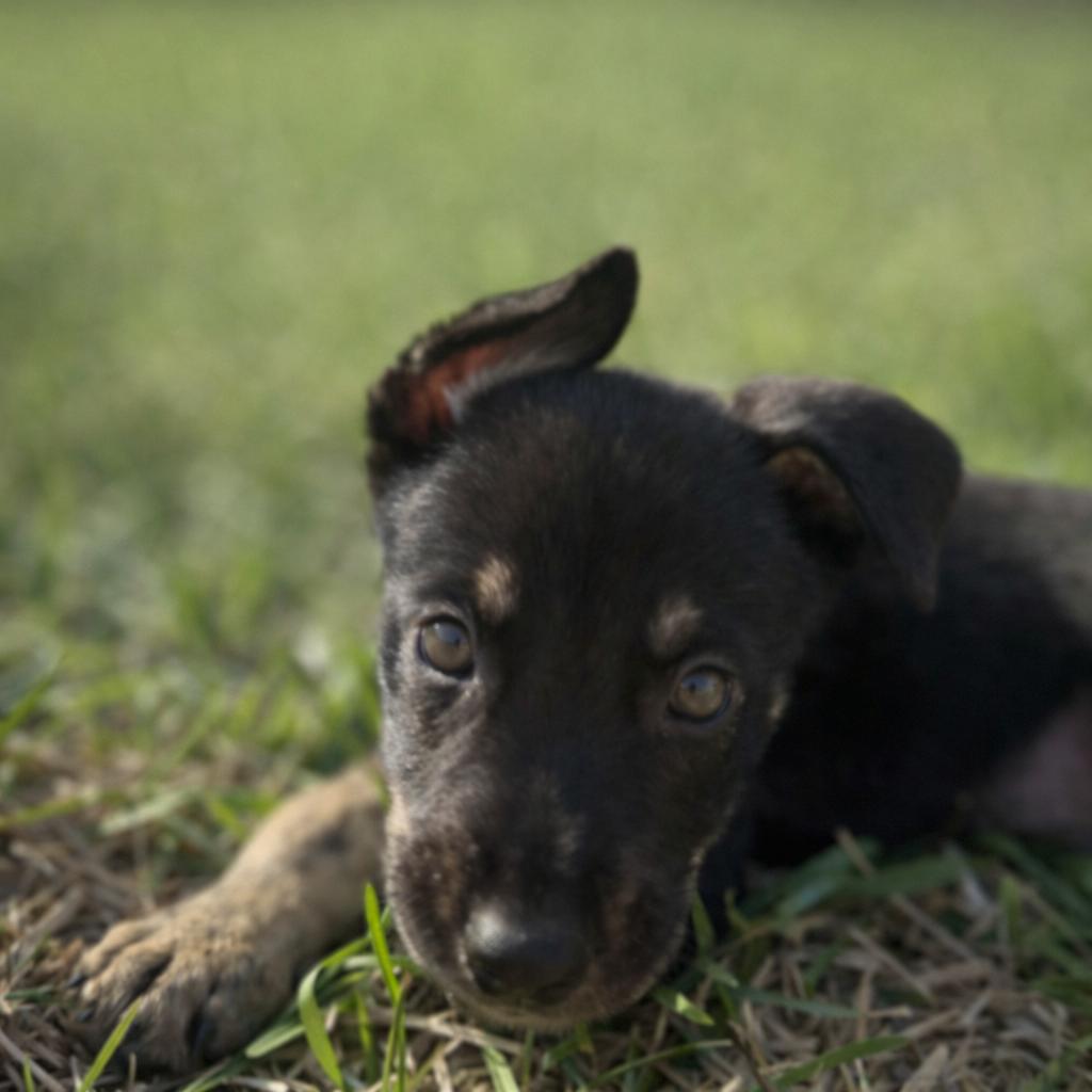 Lynx Galaxy — thumbnail 2