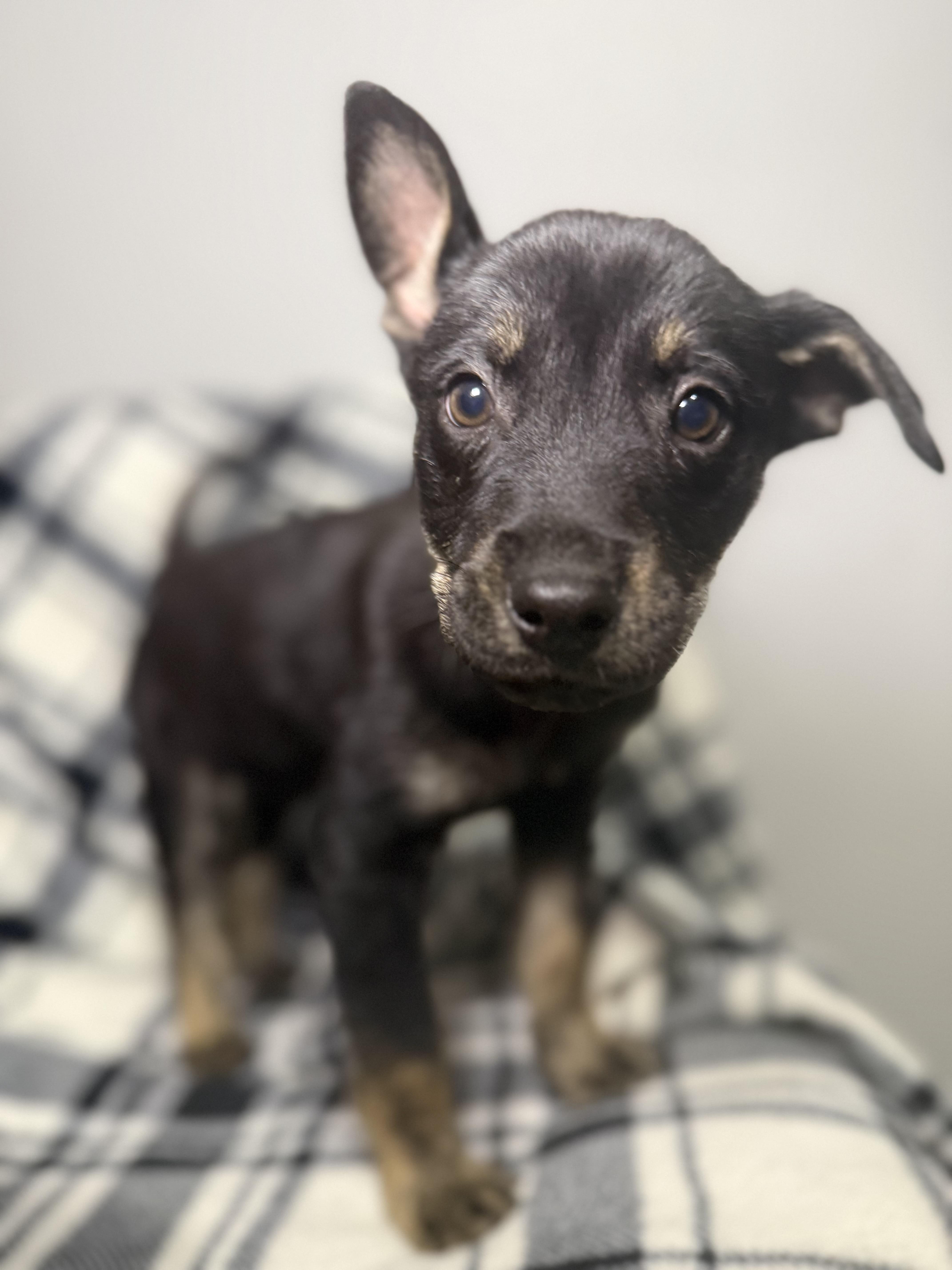 Lynx Galaxy — thumbnail 3