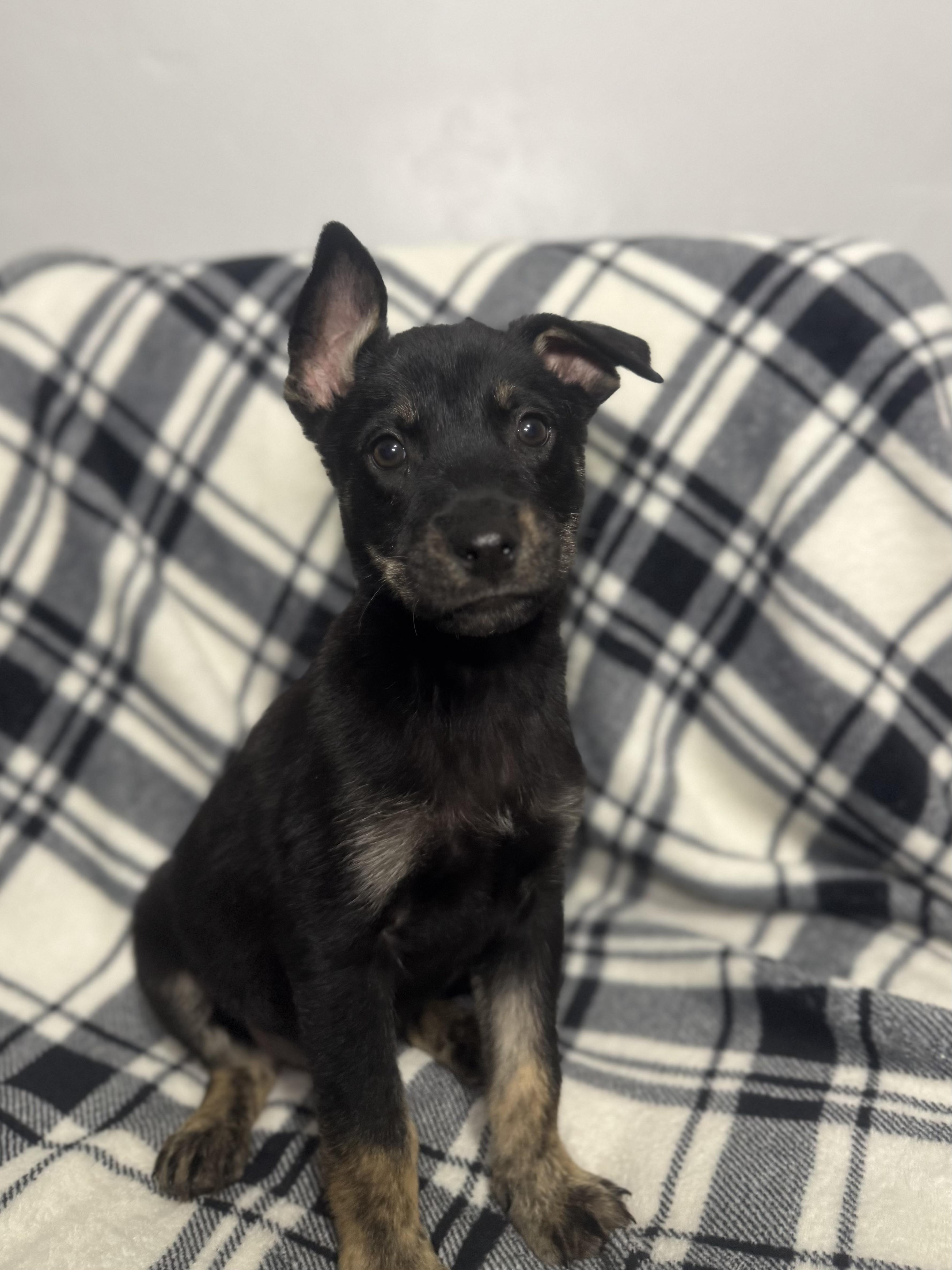 Lynx Galaxy — thumbnail 4