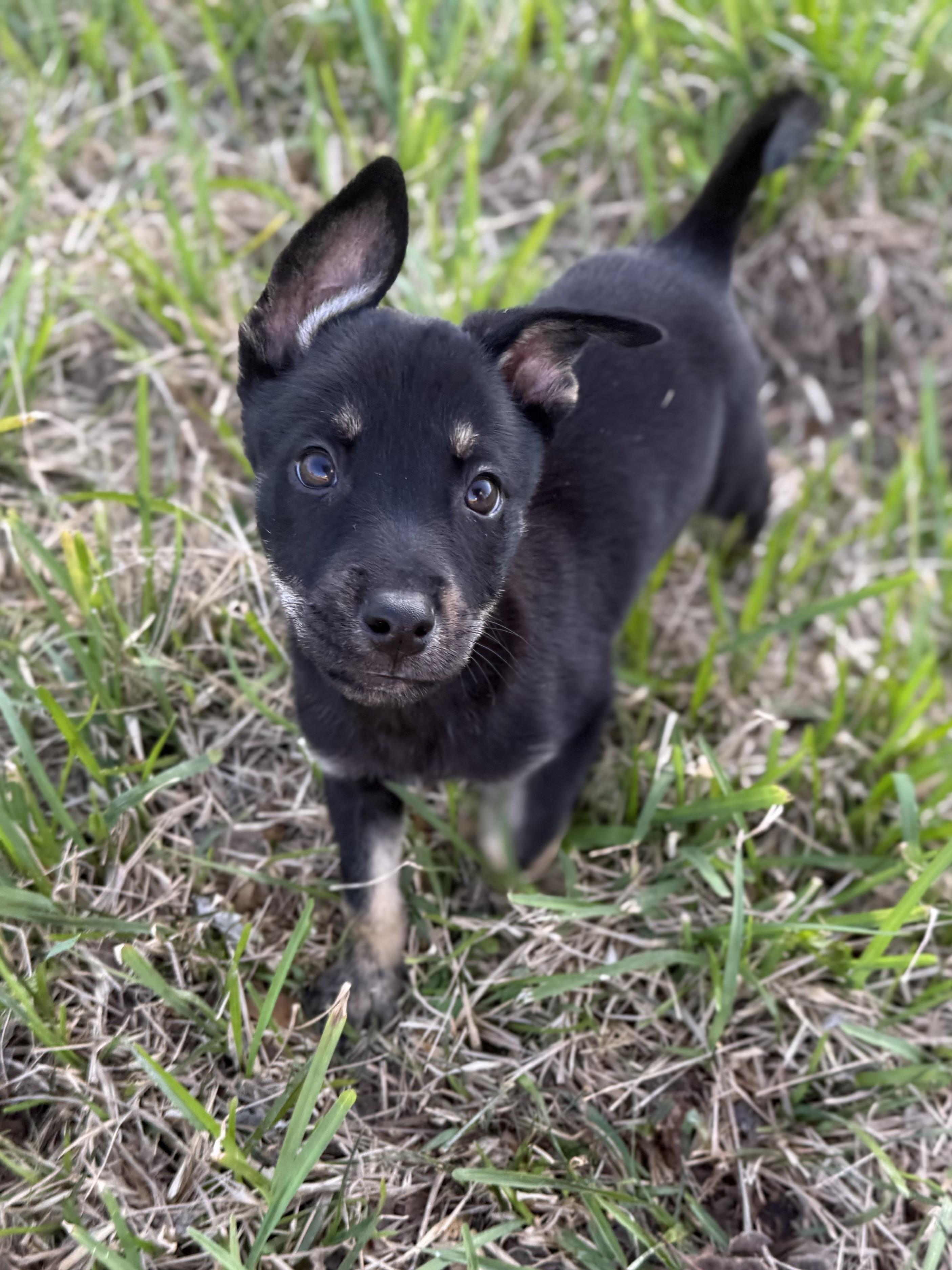 Lynx Galaxy — thumbnail 5