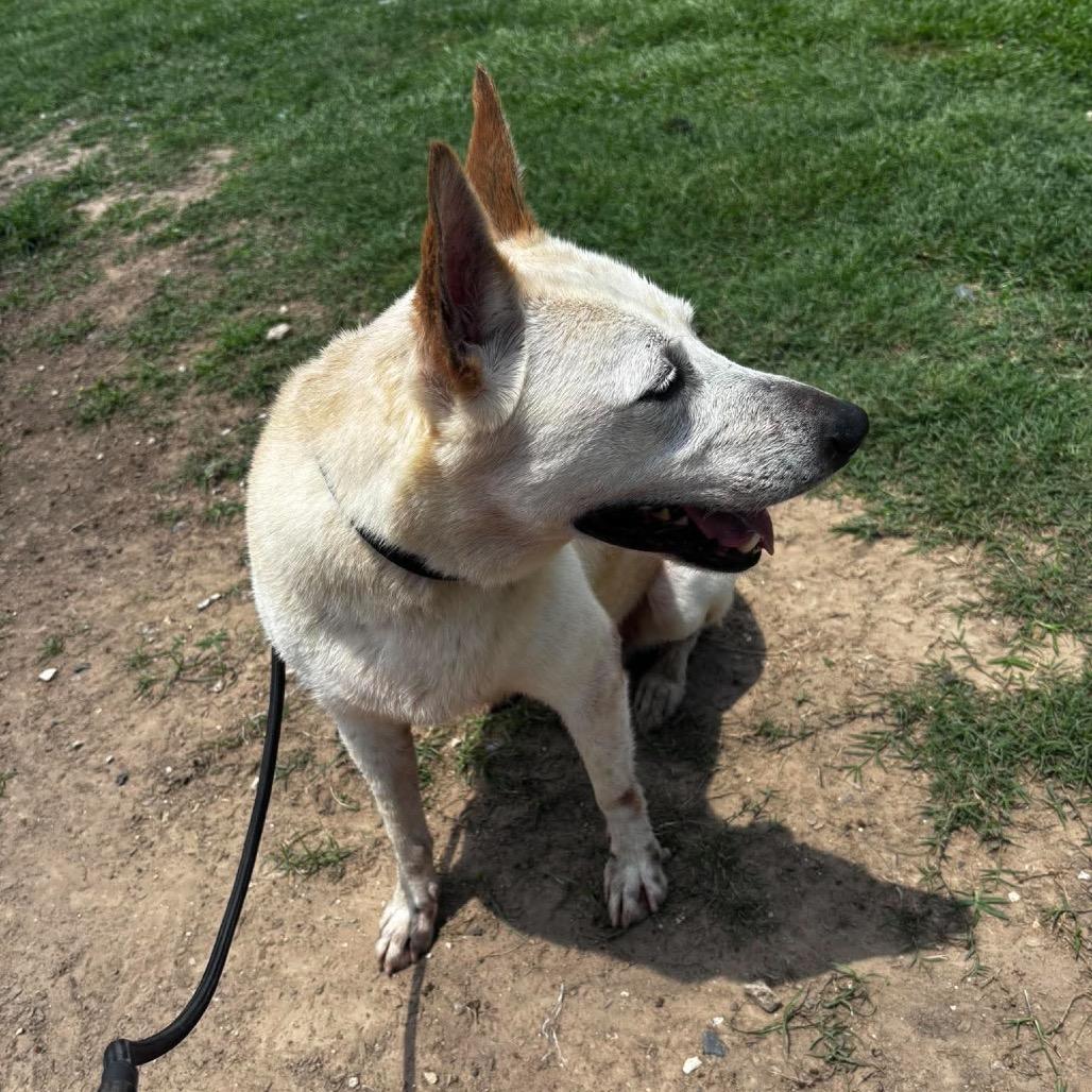 Millie Mae, Adoptable, Adult Female Shepherd.