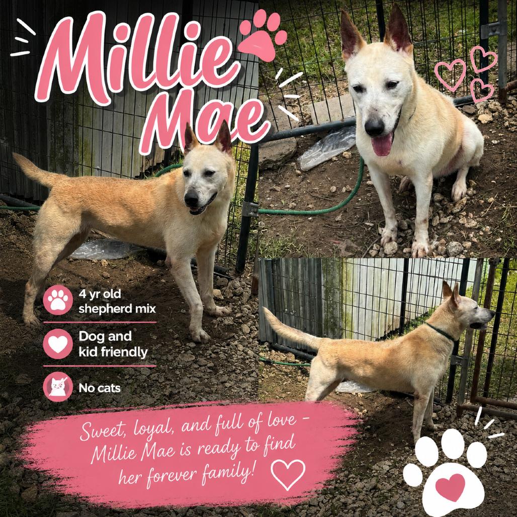 Millie Mae, a Adoptable Shepherd in Sydney Mines , NS image 2/6