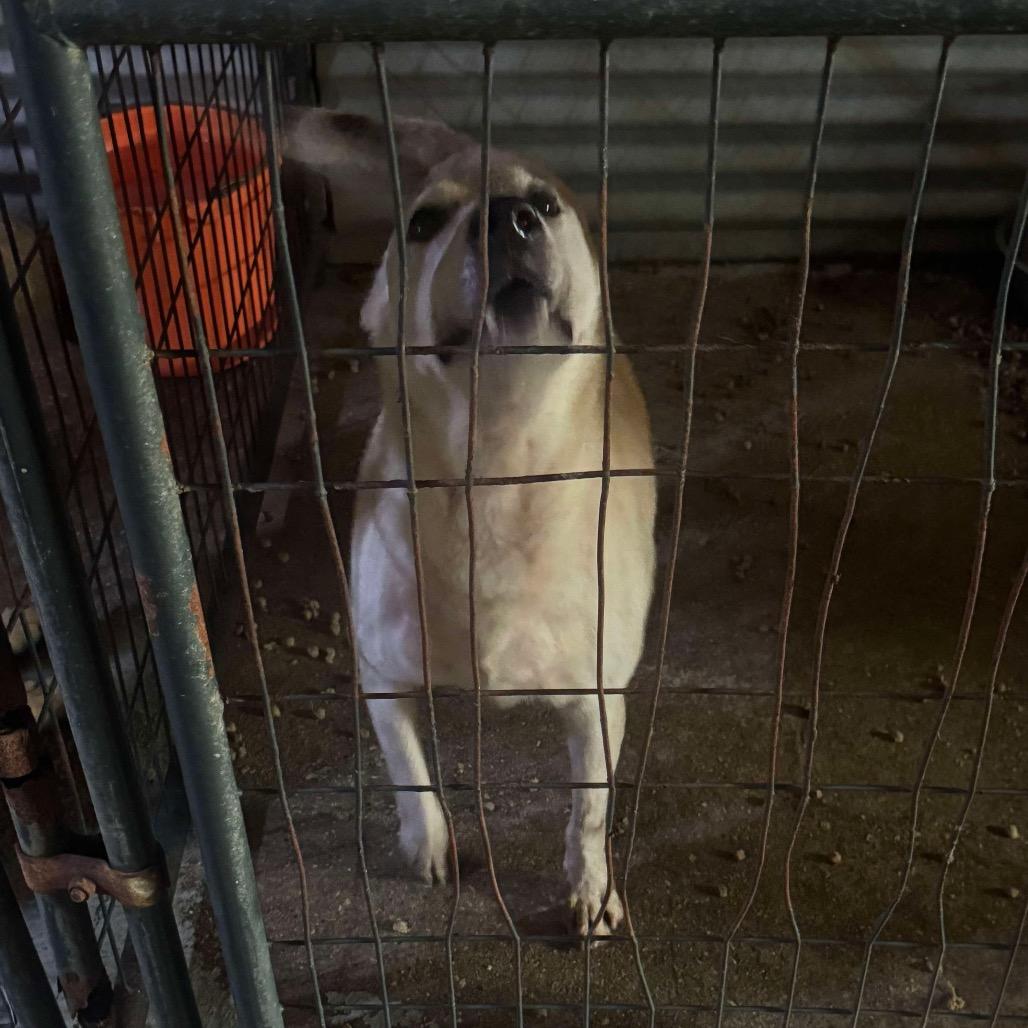 Millie Mae, a Adoptable Shepherd in Sydney Mines , NS image 4/6