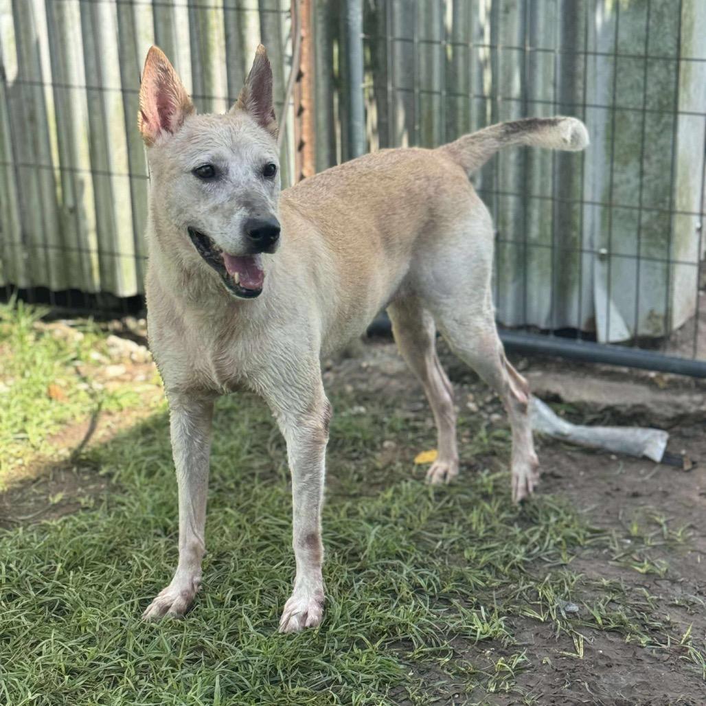 Millie Mae, a Adoptable Shepherd in Sydney Mines , NS image 5/6