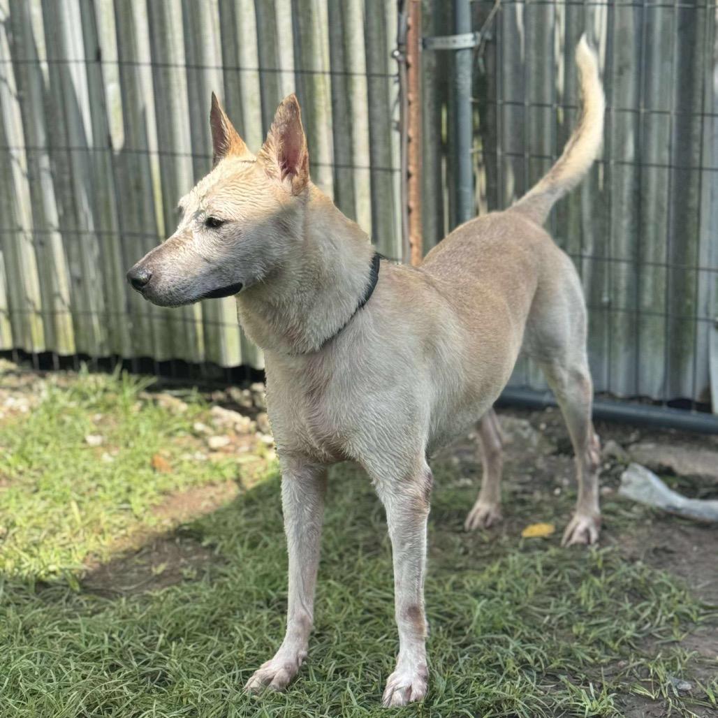 Millie Mae, a Adoptable Shepherd in Sydney Mines , NS image 6/6