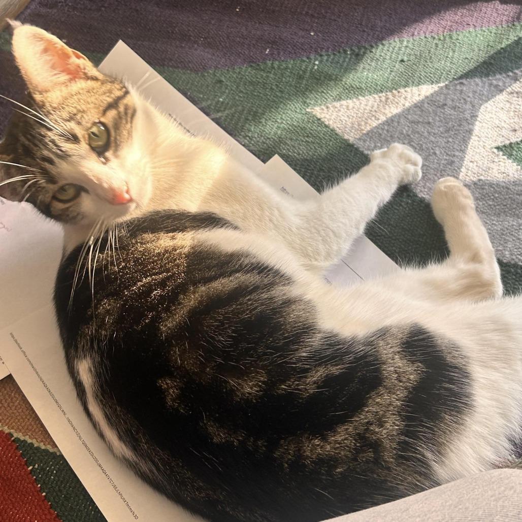 Judi, Adoptable, Adult Female Domestic Short Hair.