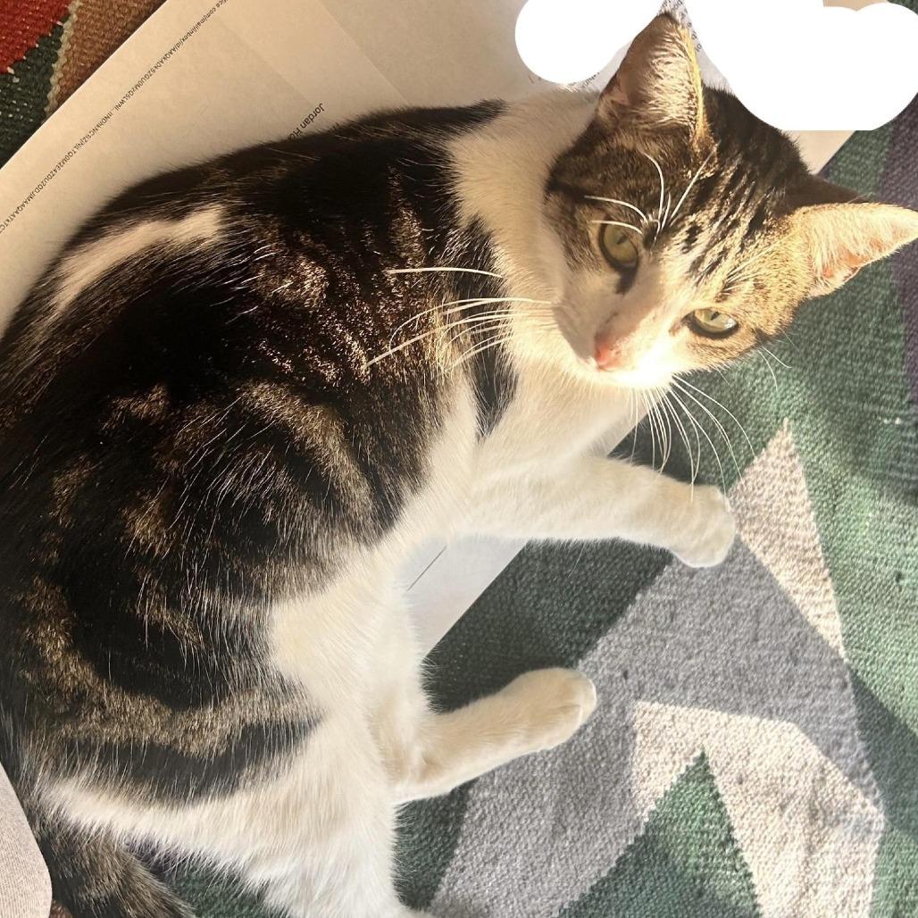 Enlarge Judi, a Adoptable Domestic Short Hair in Tulsa, OK image 2/2