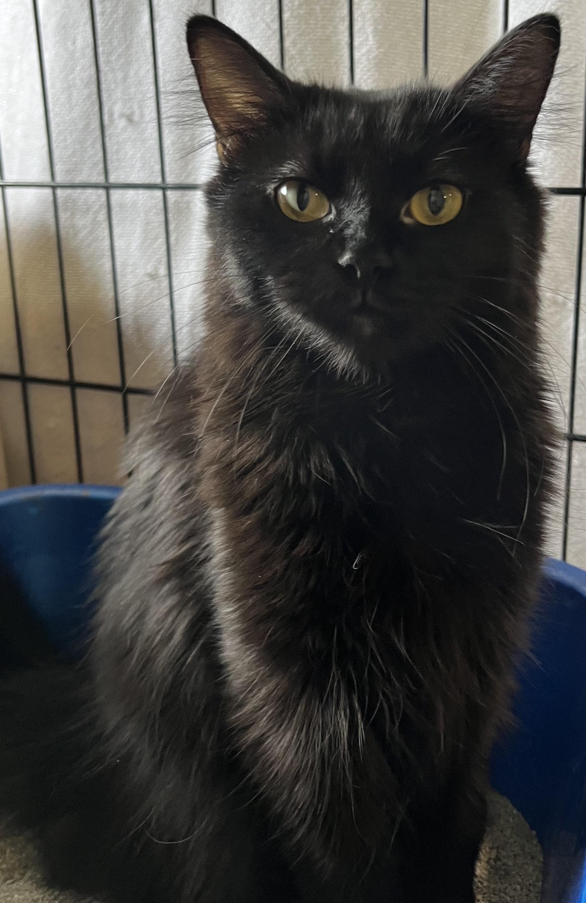Tilly, Young Female unknown