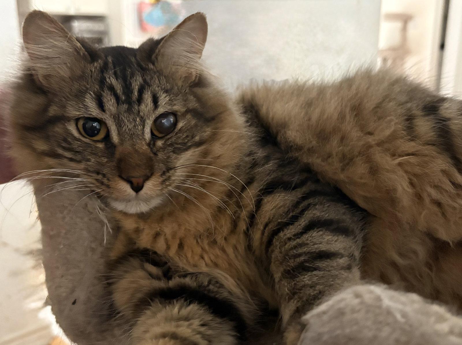 Kismet, Adoptable, Young Male Domestic Long Hair.