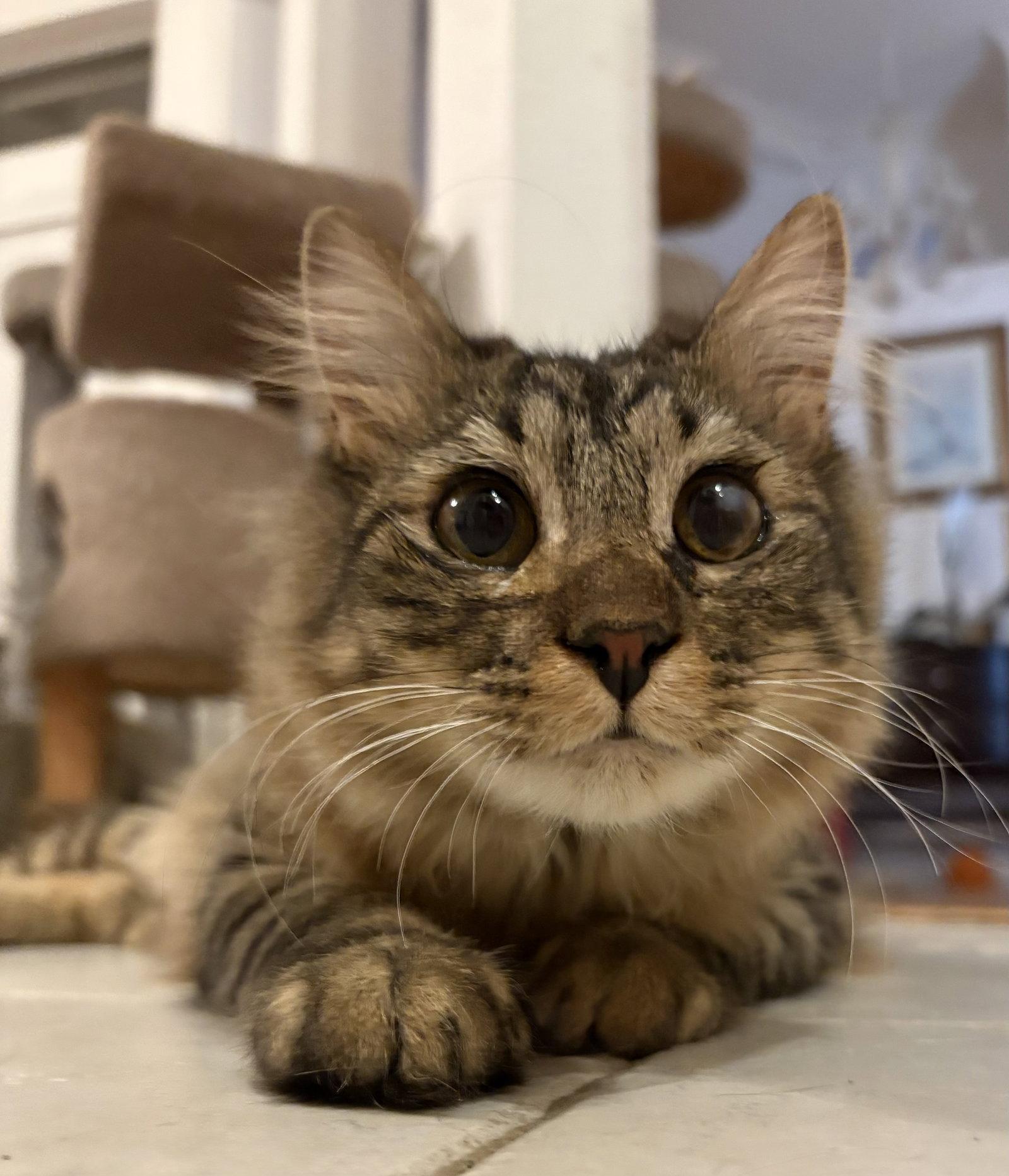 Enlarge Kismet, a Adoptable Domestic Long Hair in McKinney, TX image 2/3