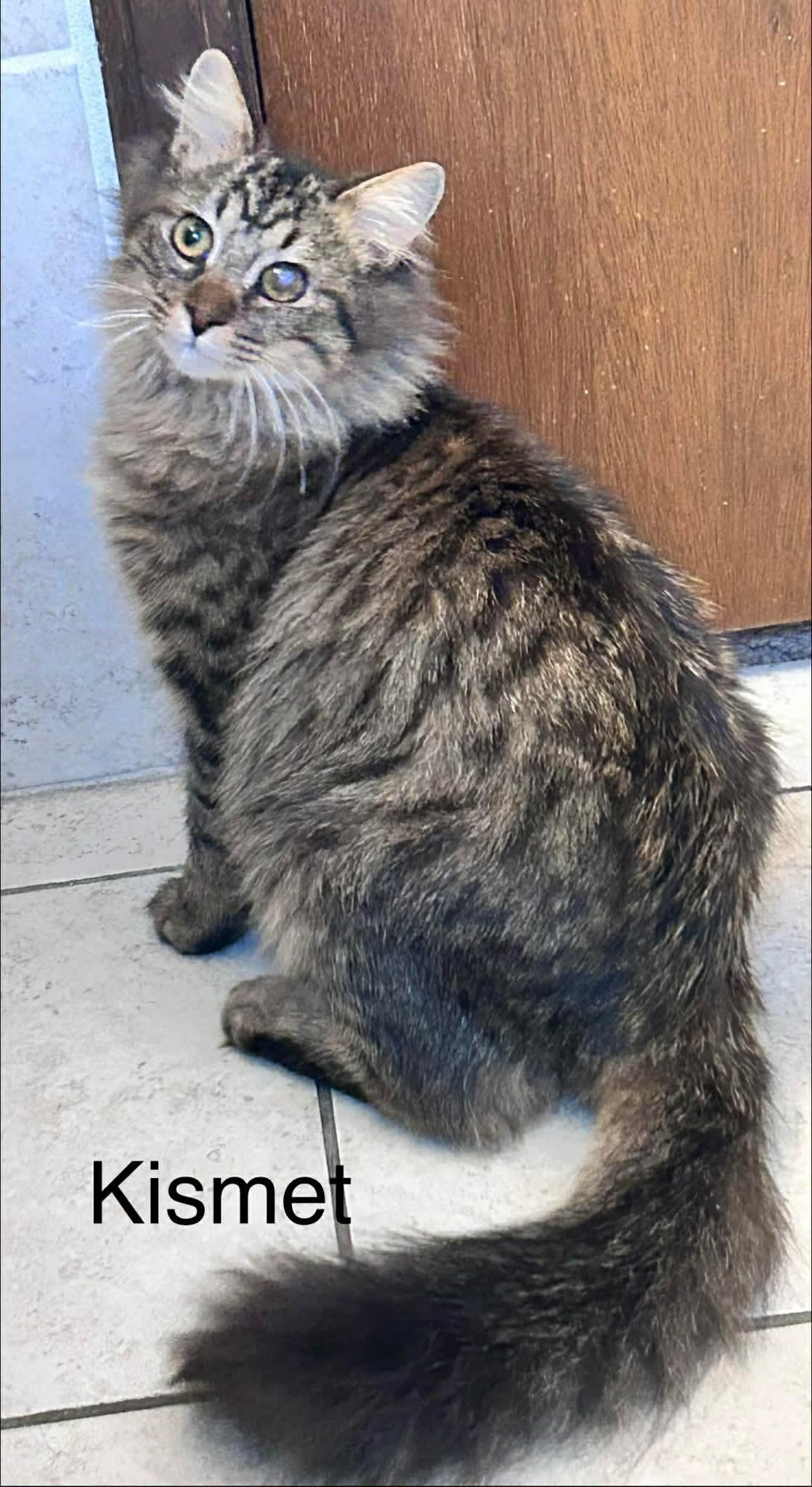 Enlarge Kismet, a Adoptable Domestic Long Hair in McKinney, TX image 3/3