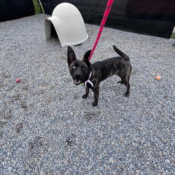Enlarge Fritzi, a ADOPTABLE mixed breed in Marion, NC image 3/3
