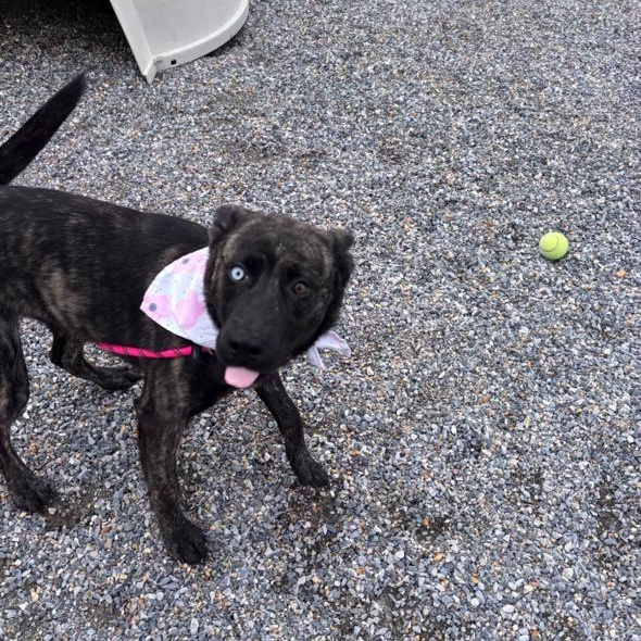 Enlarge Fritzi, a ADOPTABLE mixed breed in Marion, NC image 2/3