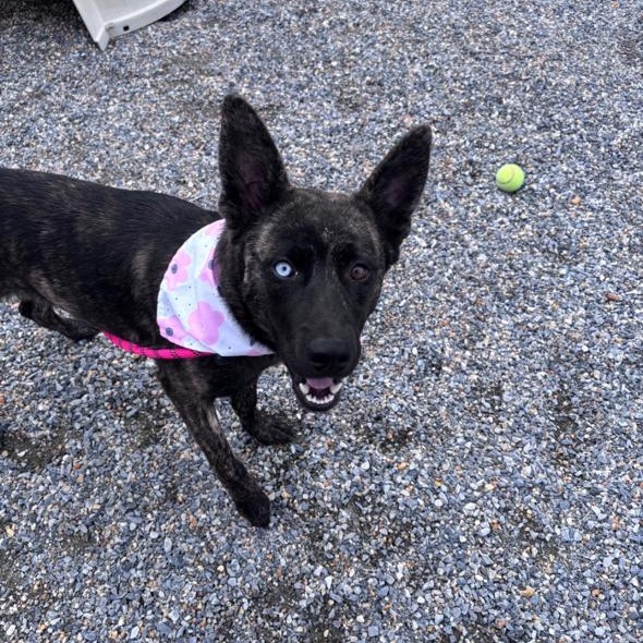 Enlarge Fritzi, a ADOPTABLE mixed breed in Marion, NC image 1/3