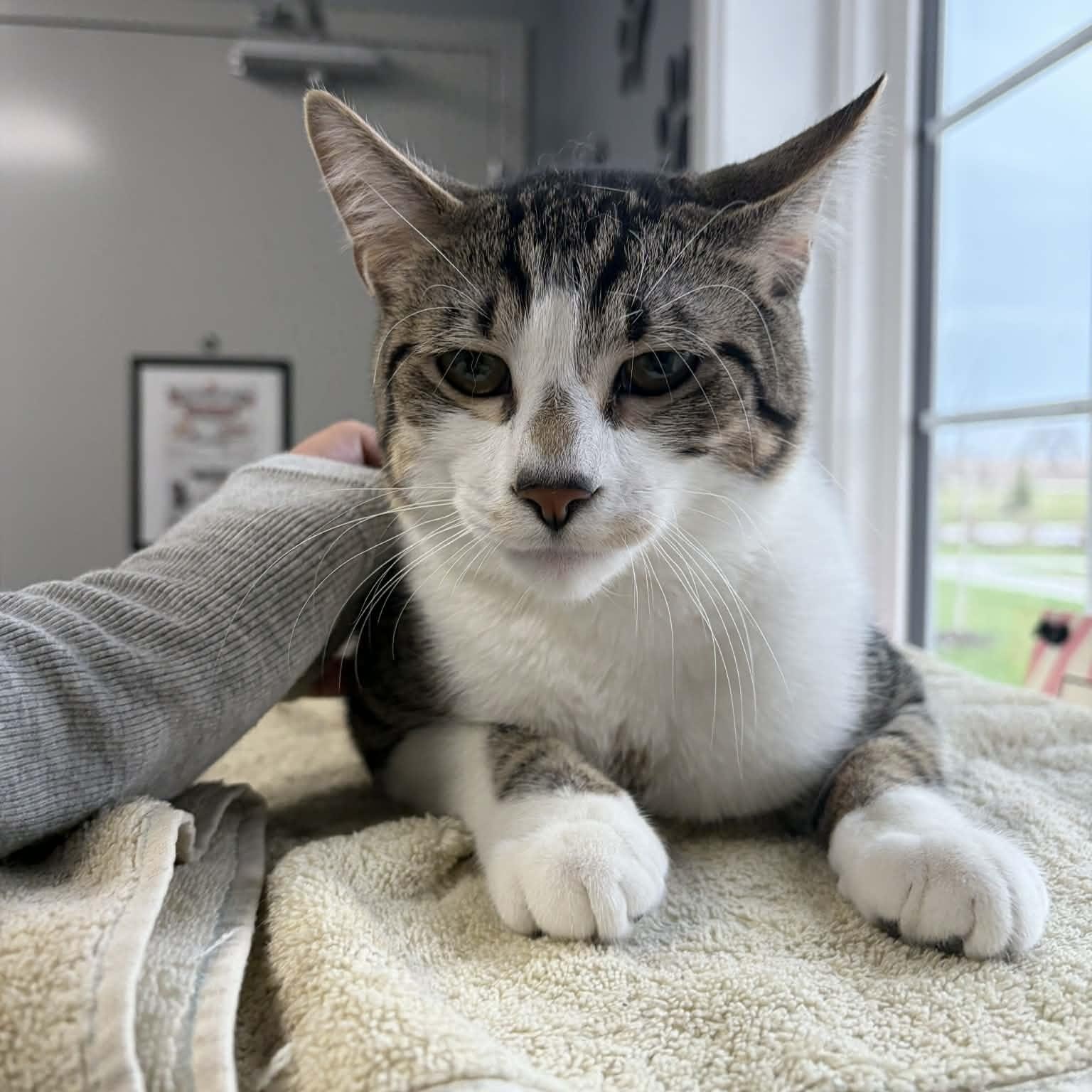Stormy , ADOPTABLE, Young Male Domestic Short Hair.
