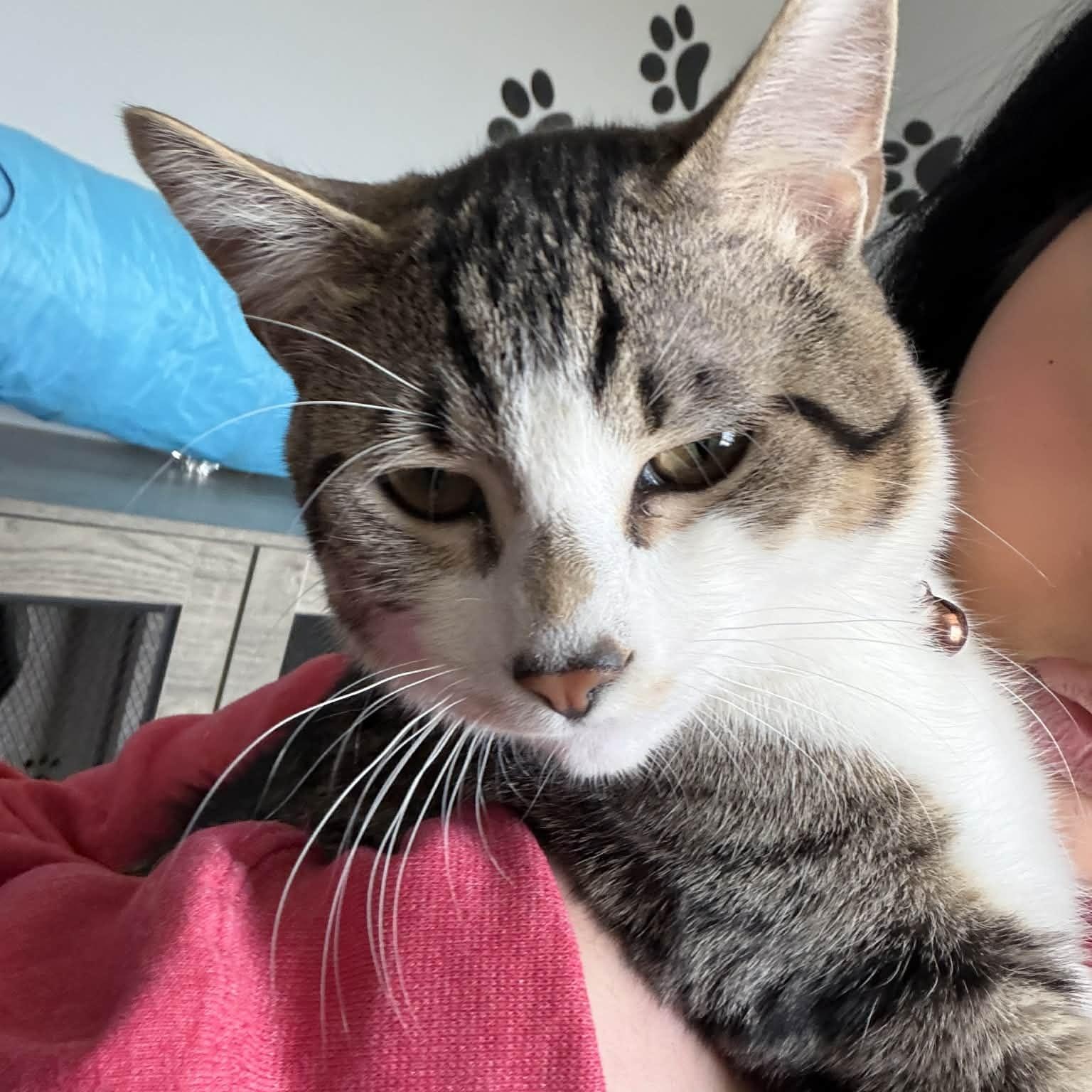 Enlarge Stormy , a ADOPTABLE Domestic Short Hair in Minooka, IL image 3/3